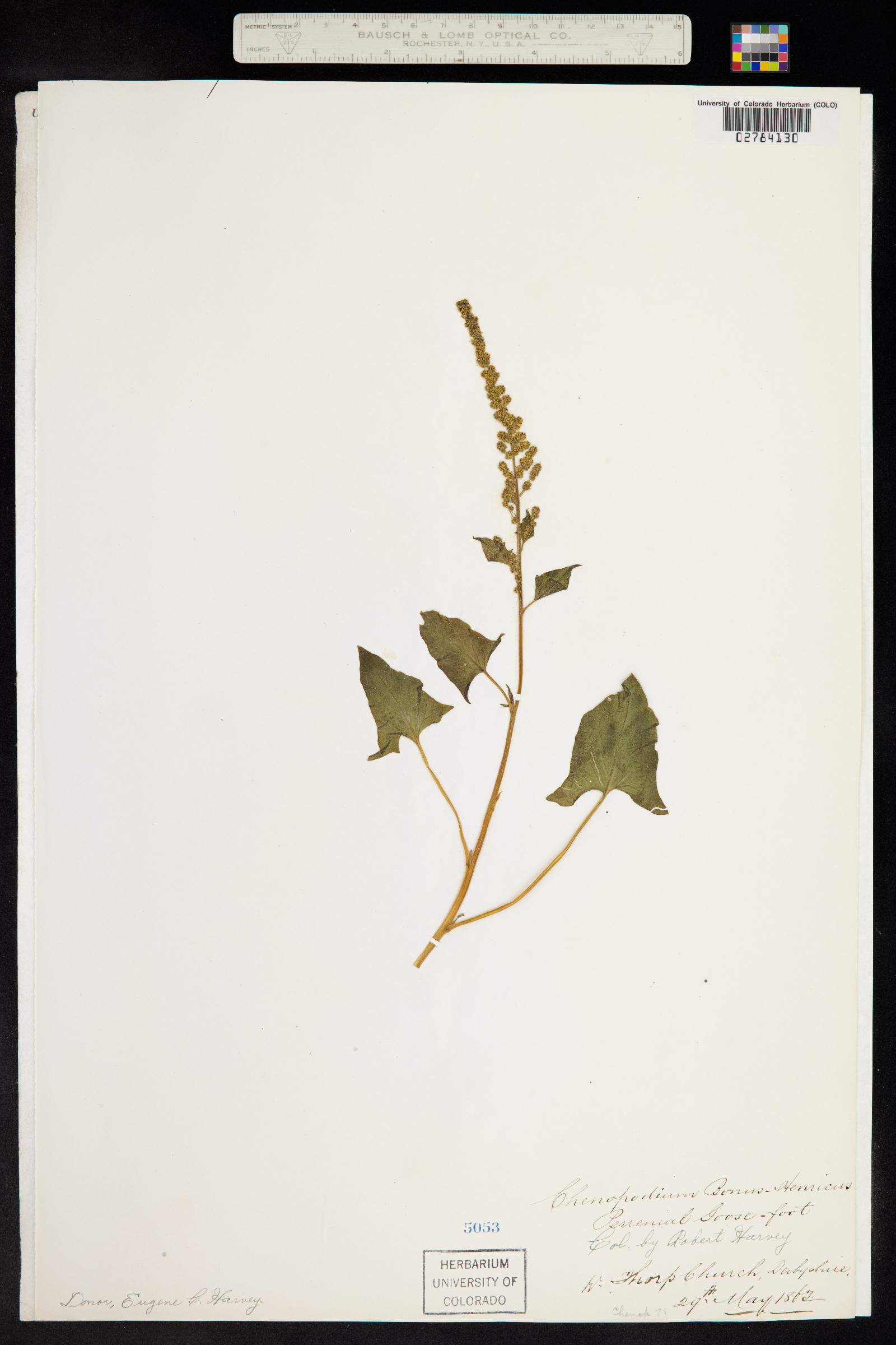 Chenopodium bonus-henricus image