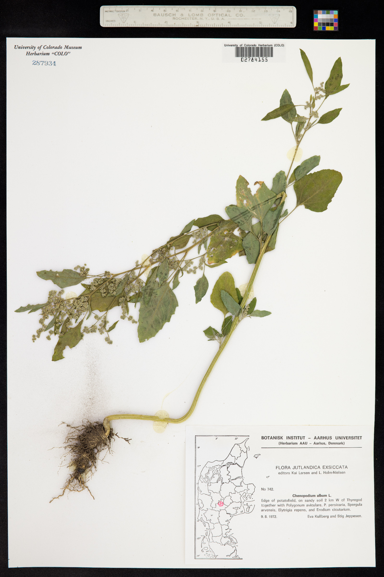 Chenopodium album image