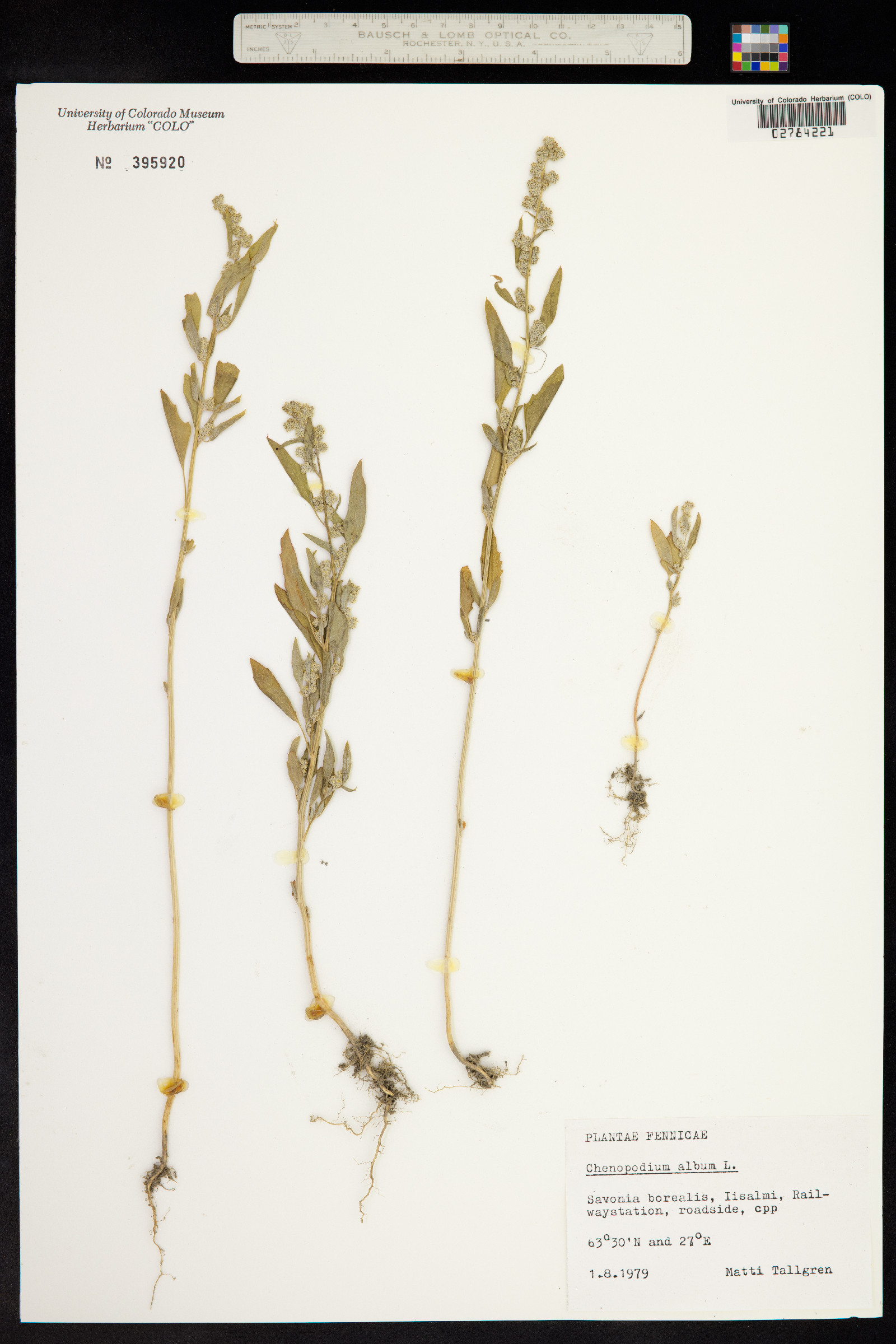 Chenopodium album image