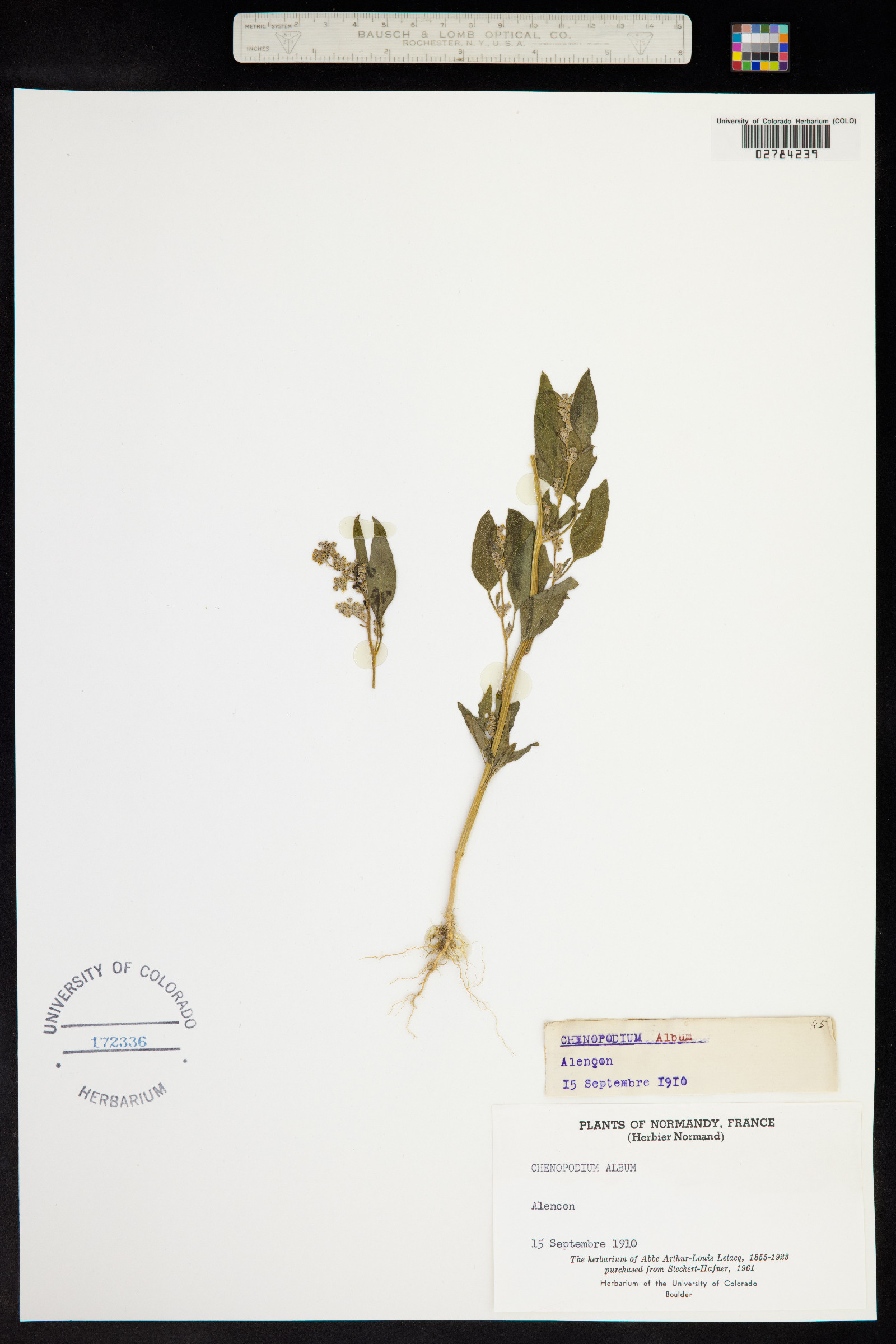 Chenopodium album image