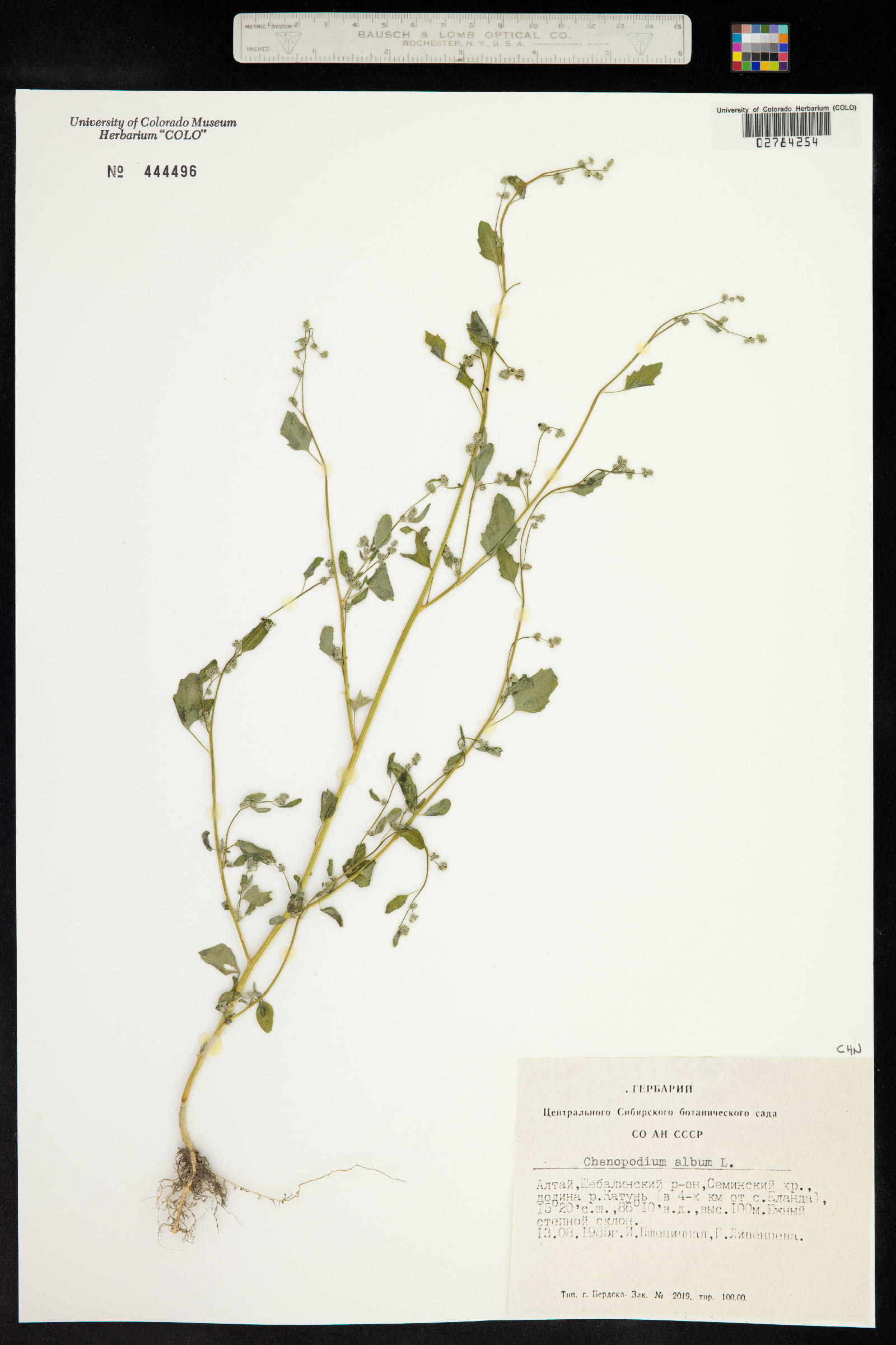 Chenopodium album image