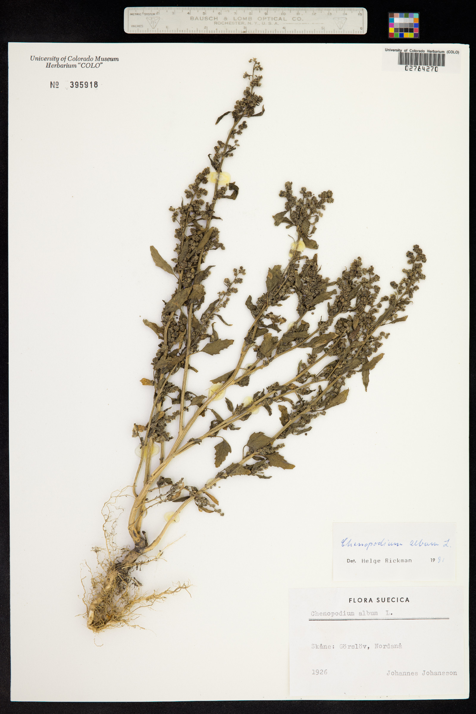 Chenopodium album image