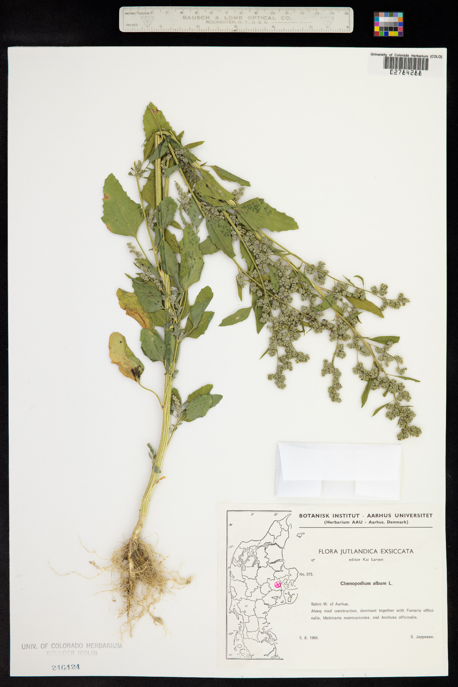 Chenopodium album image