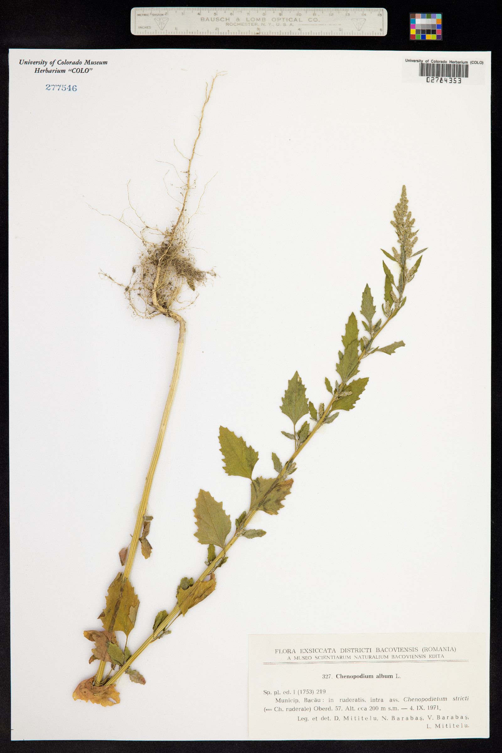 Chenopodium album image