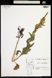 Beta vulgaris ssp. maritima image