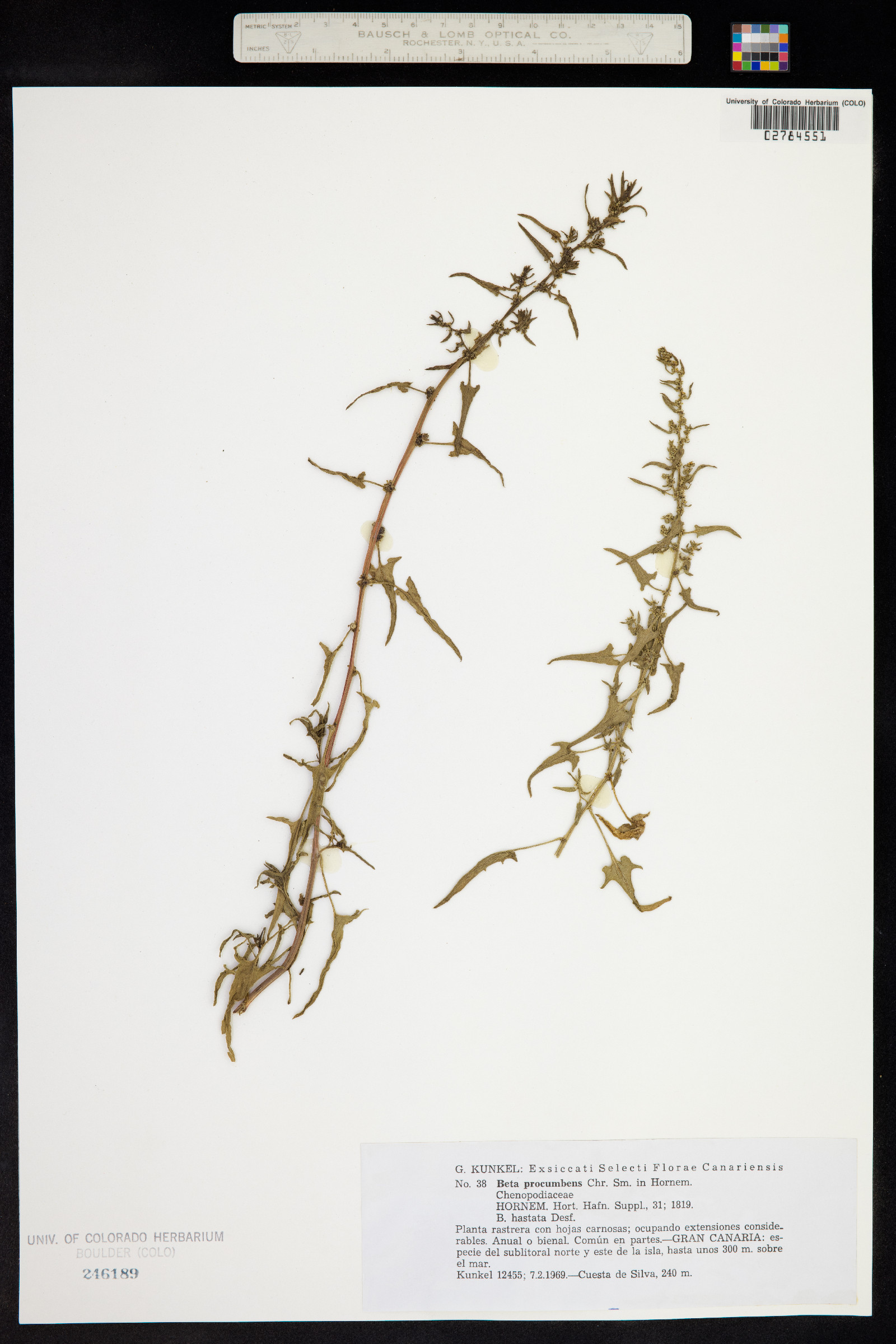 Beta procumbens image