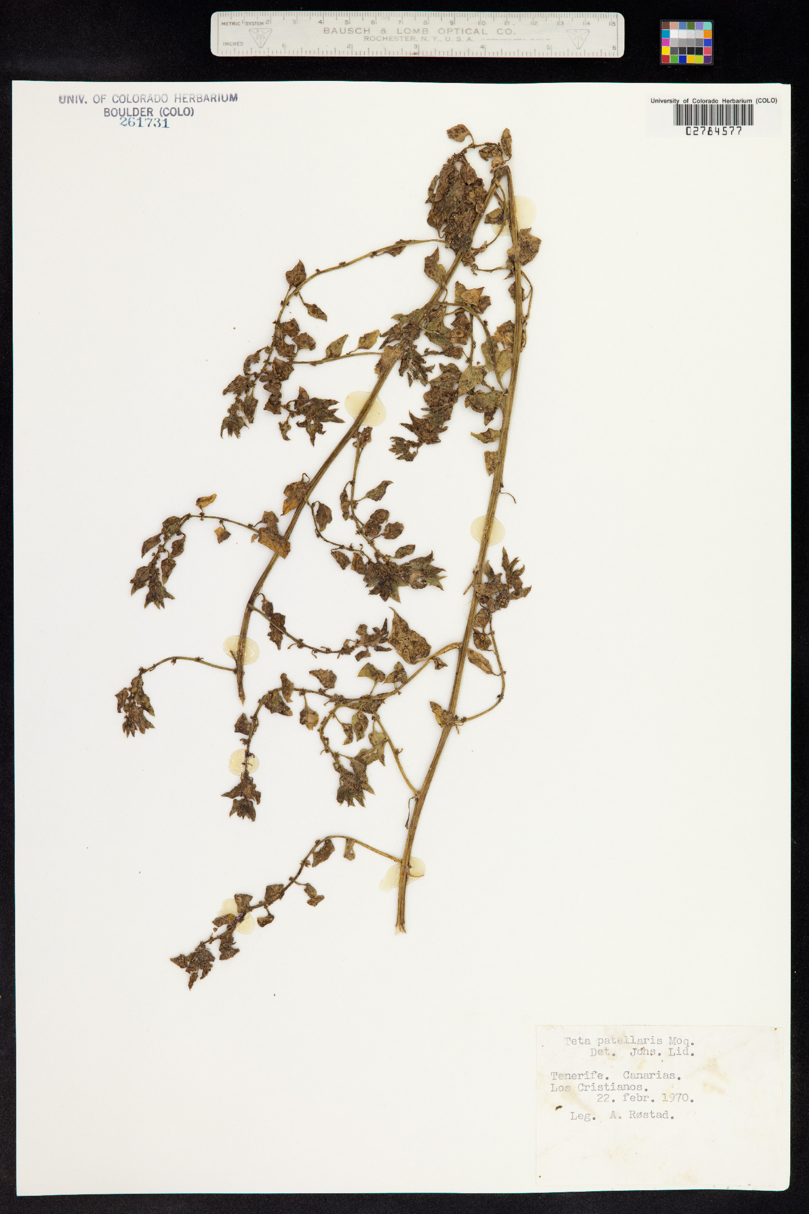 Beta procumbens image