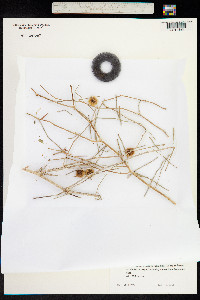 Image of Calligonum caput-medusae