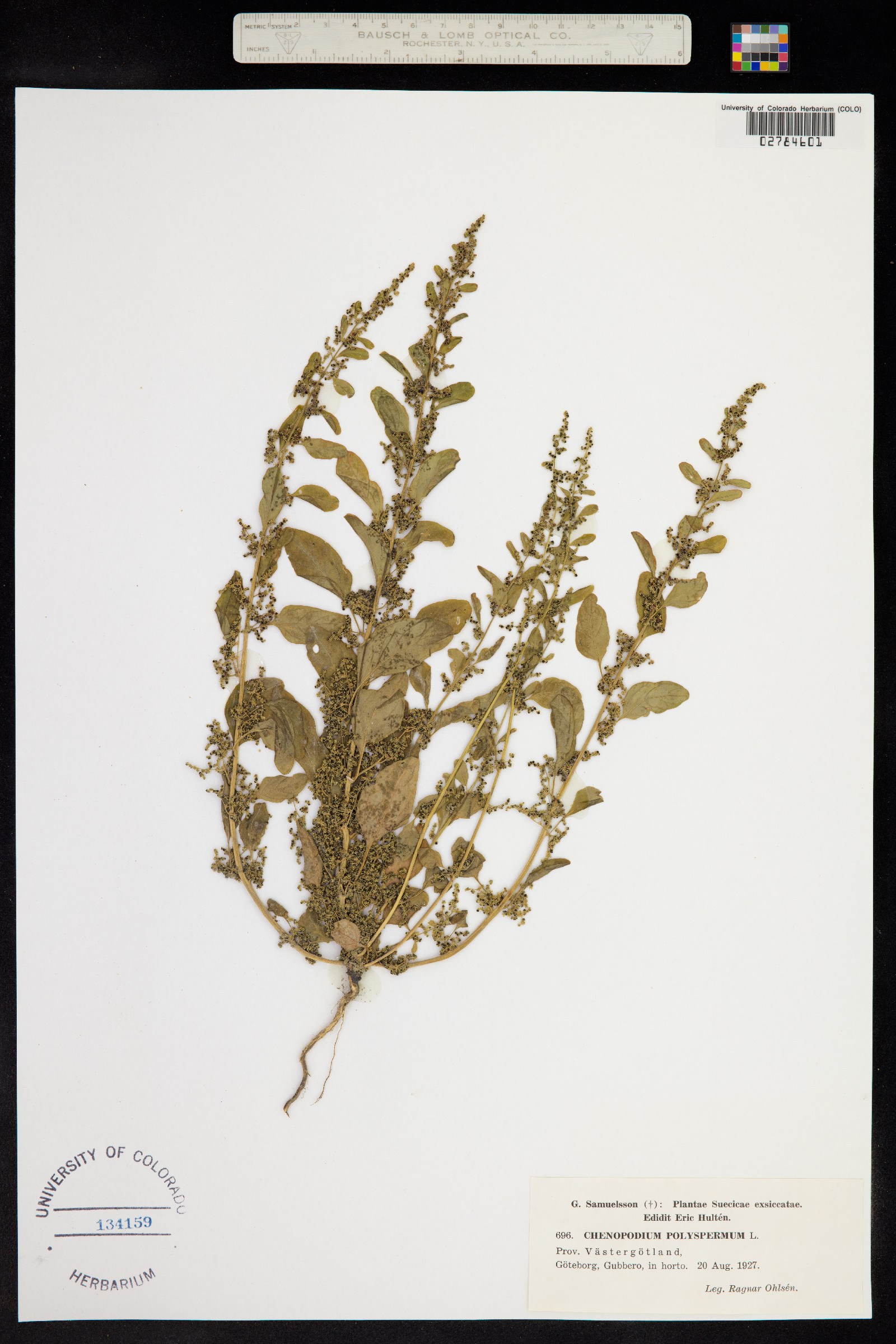 Chenopodium polyspermum image