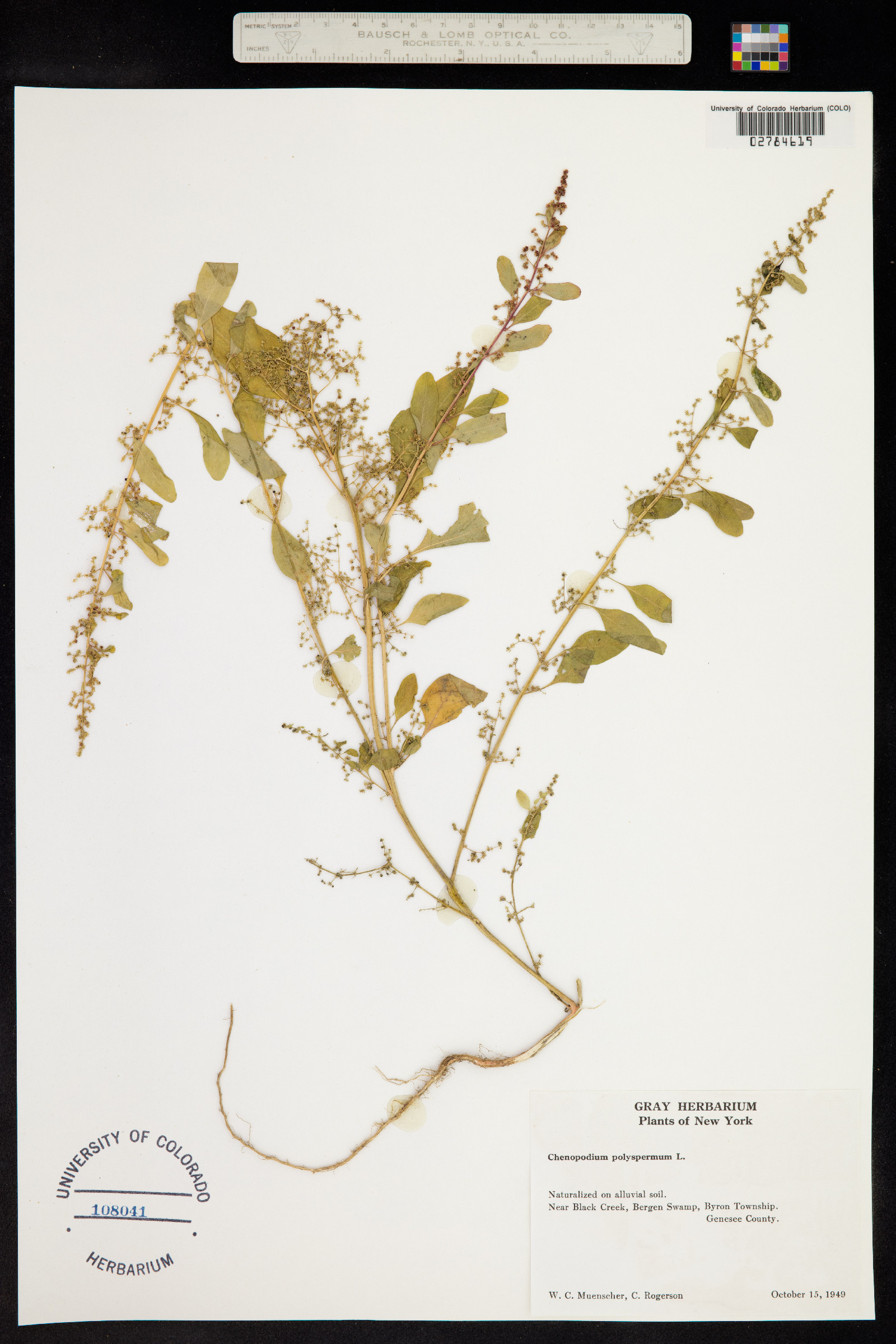 Chenopodium polyspermum image