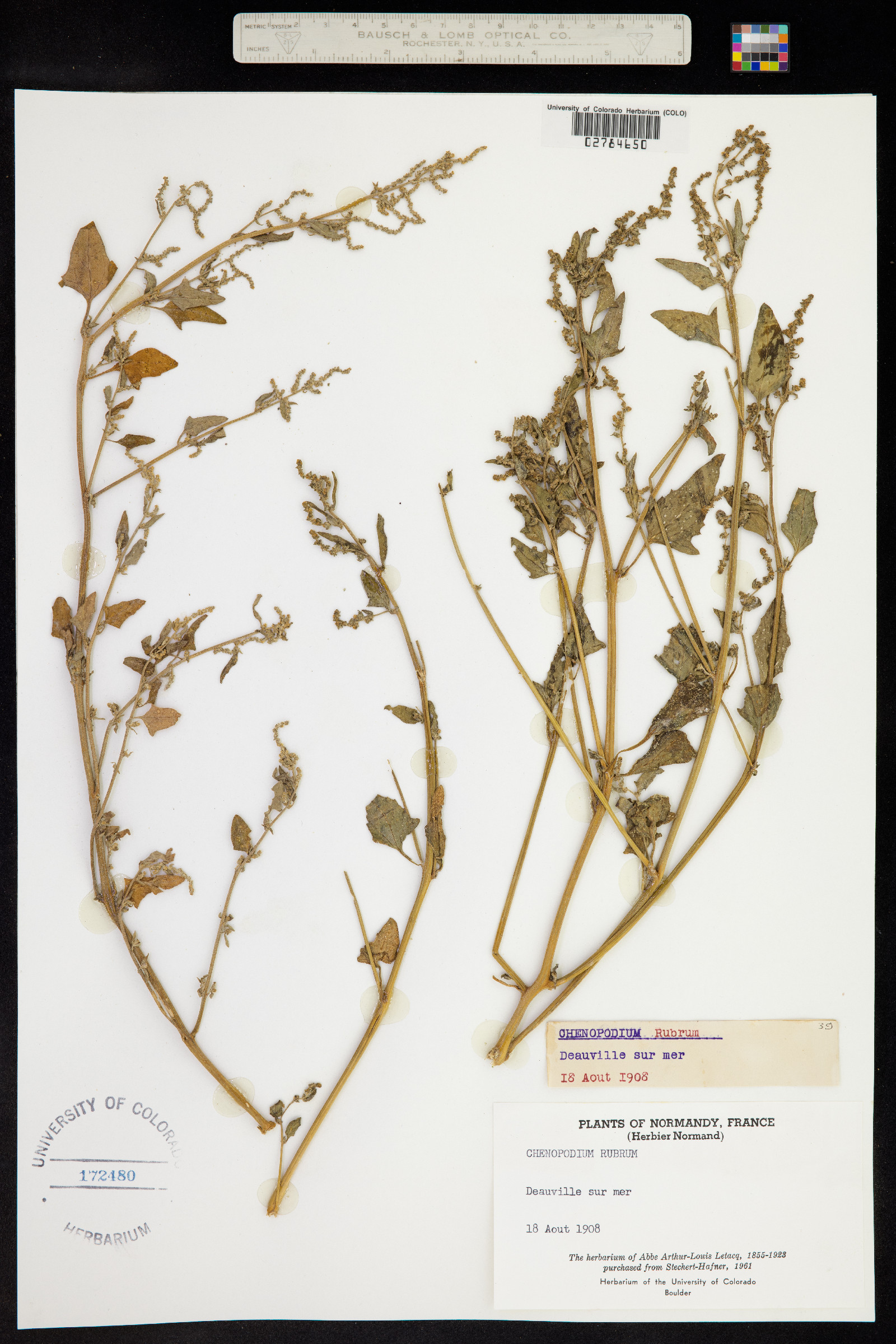 Chenopodium rubrum image