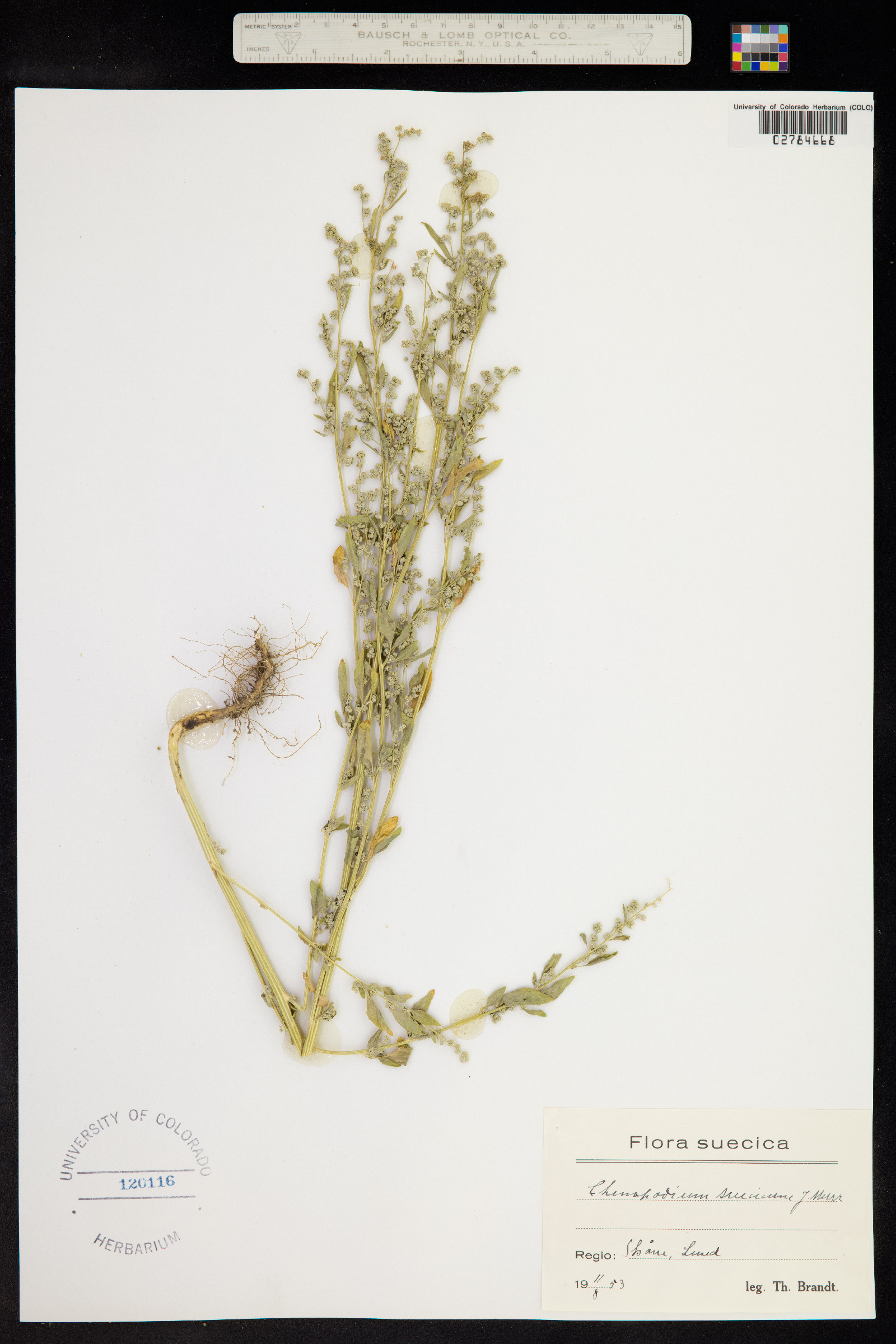 Chenopodium album var. album image