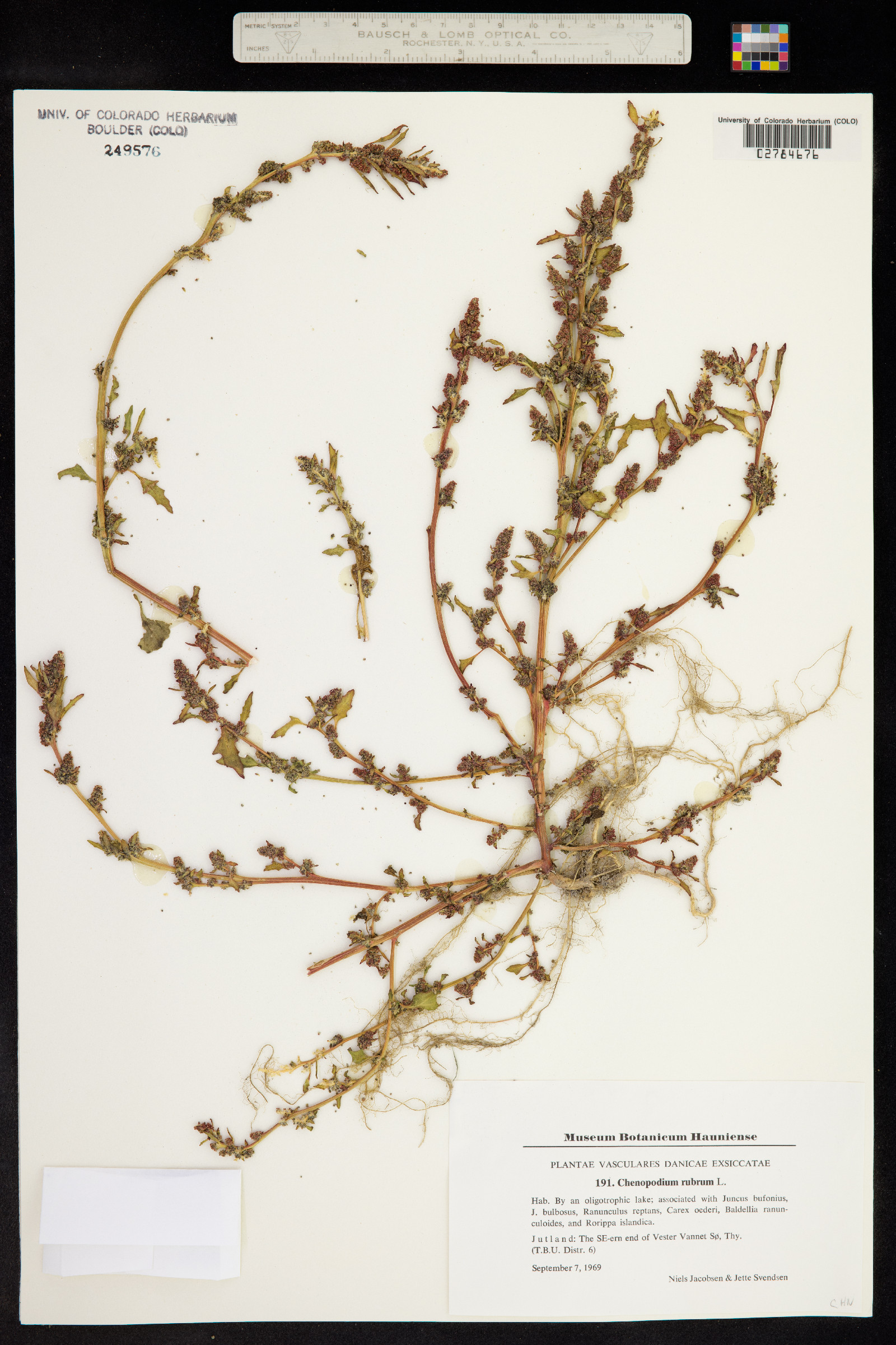 Chenopodium rubrum image