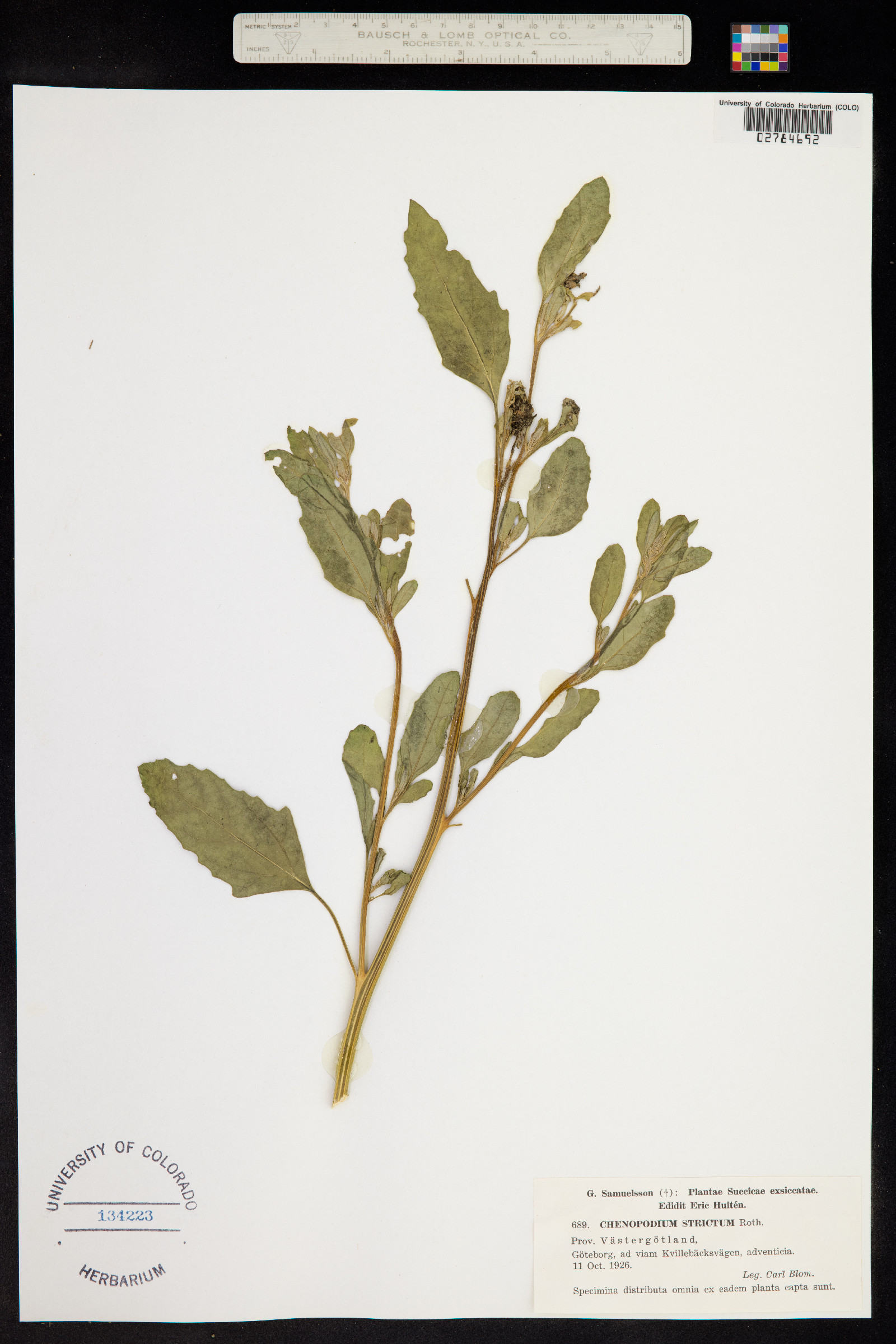 Chenopodium strictum image