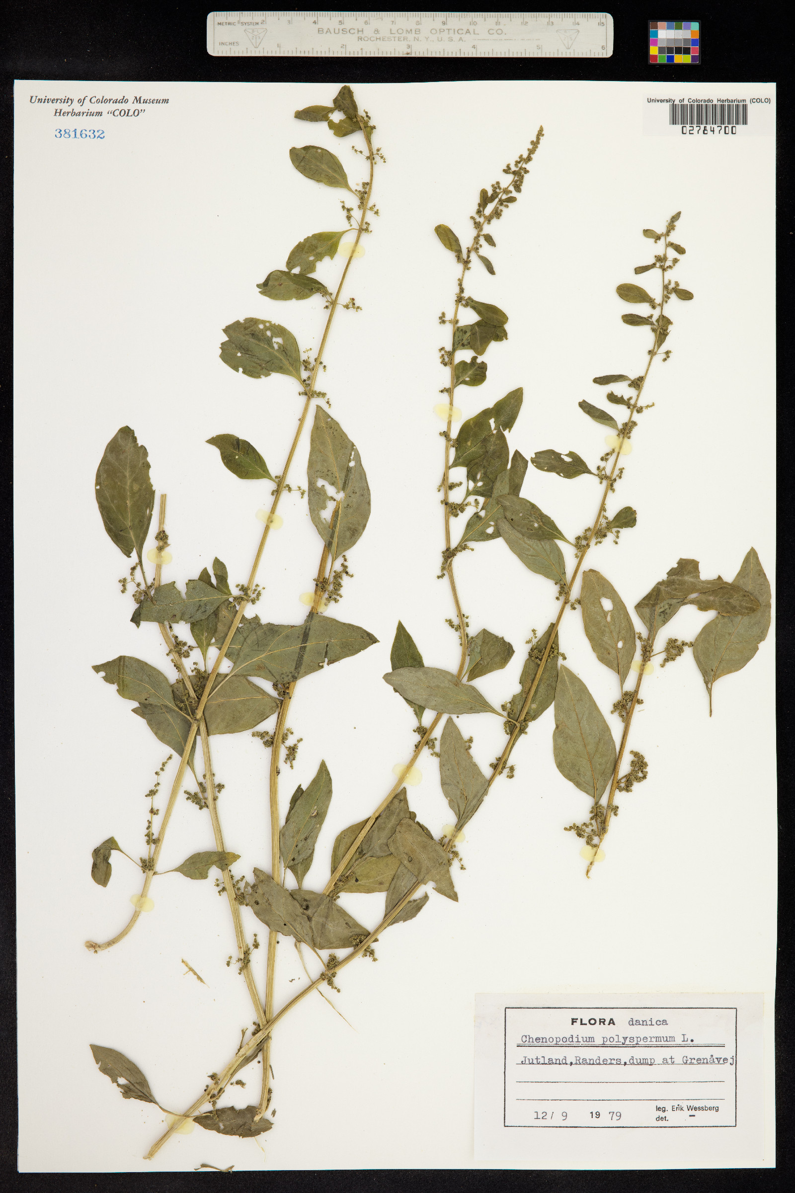 Chenopodium image