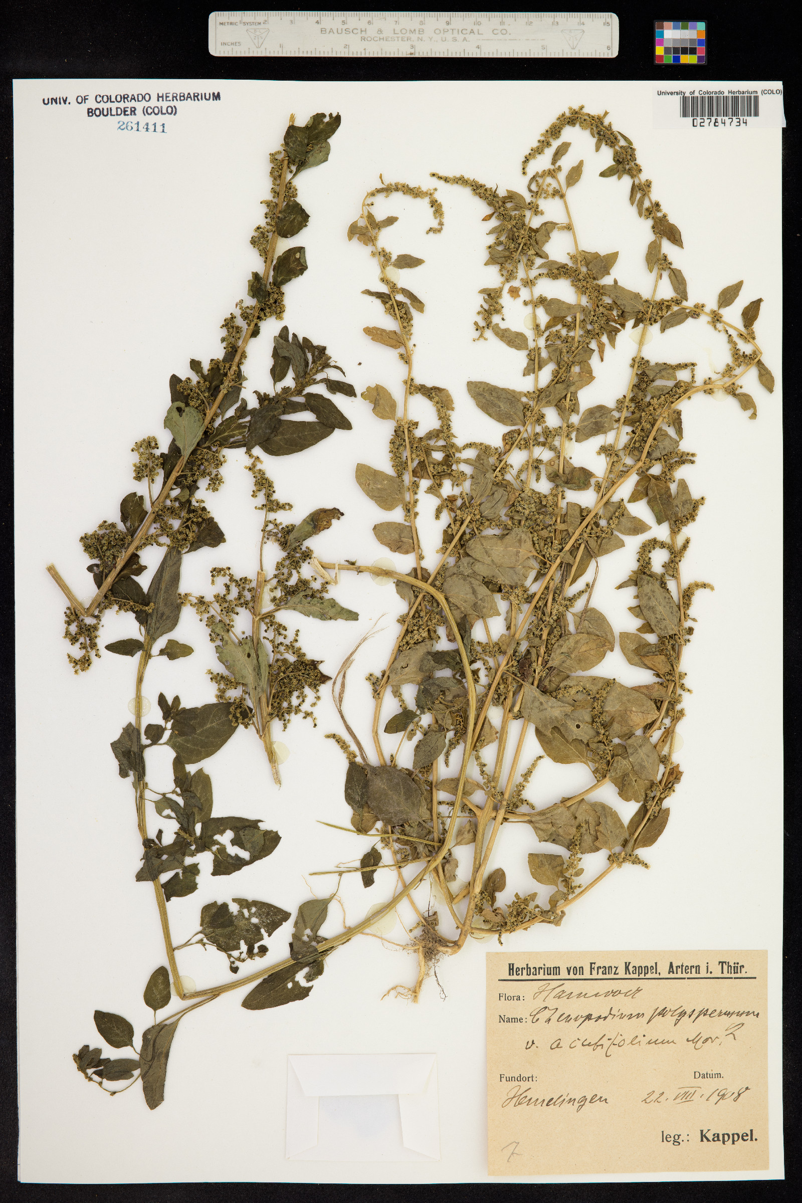 Chenopodium polyspermum image