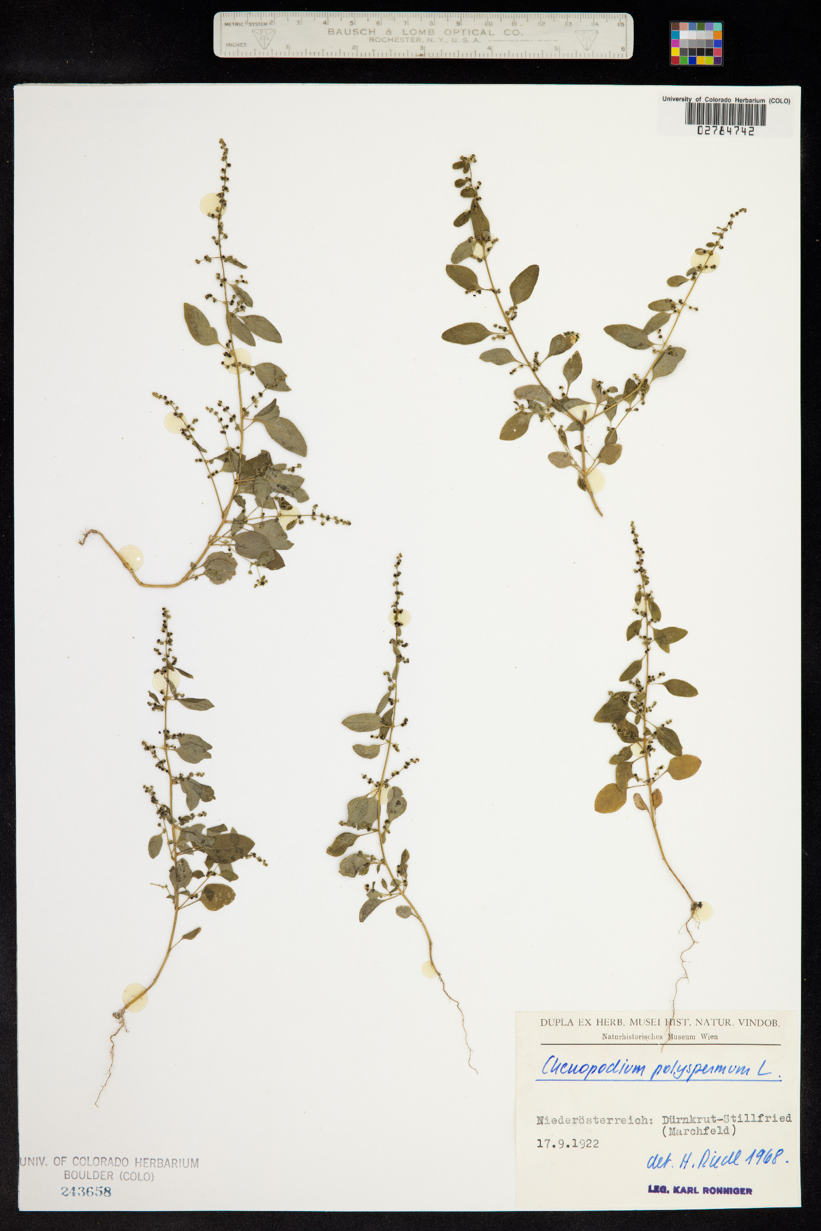 Chenopodium polyspermum image