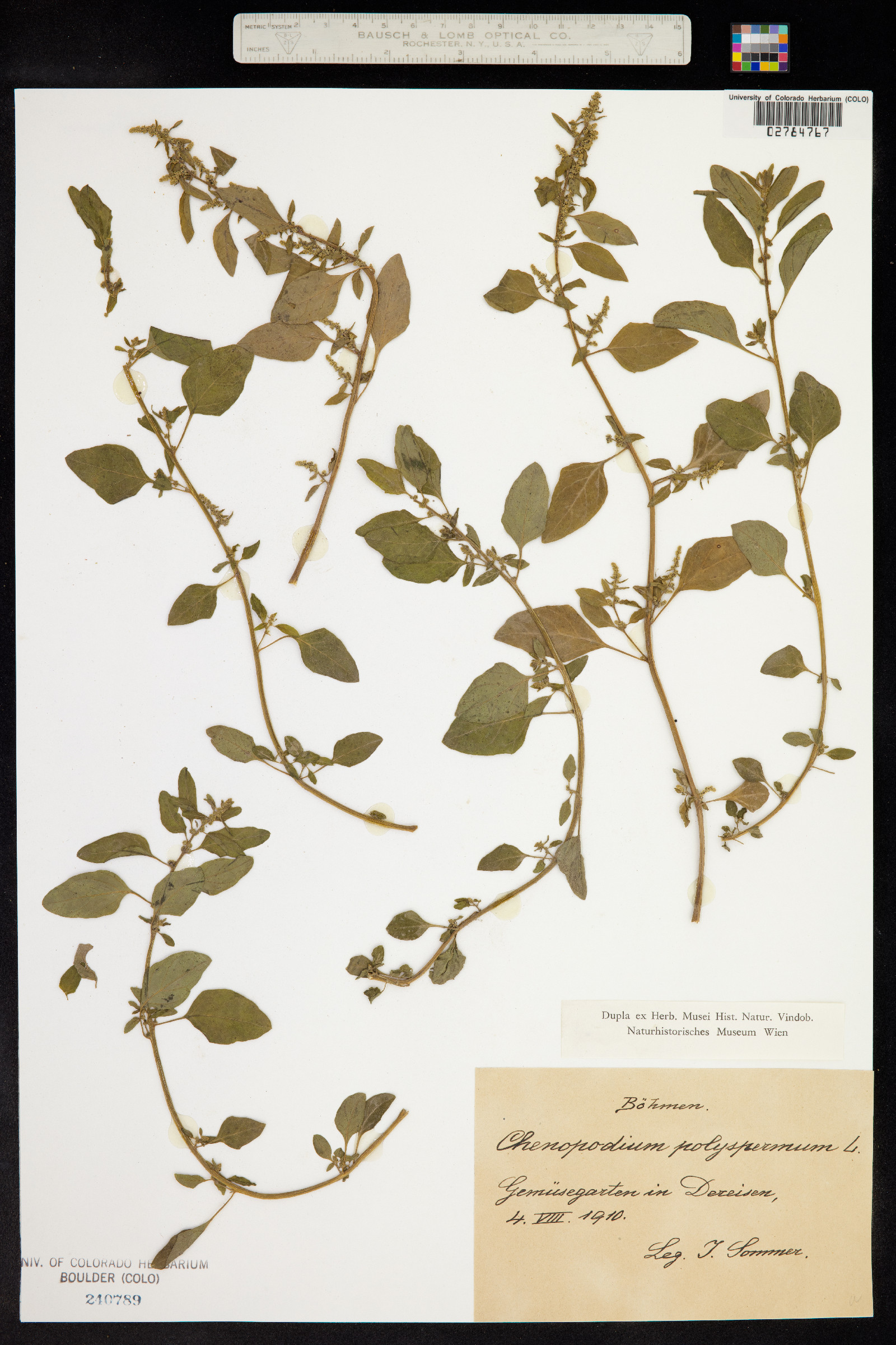 Chenopodium polyspermum image