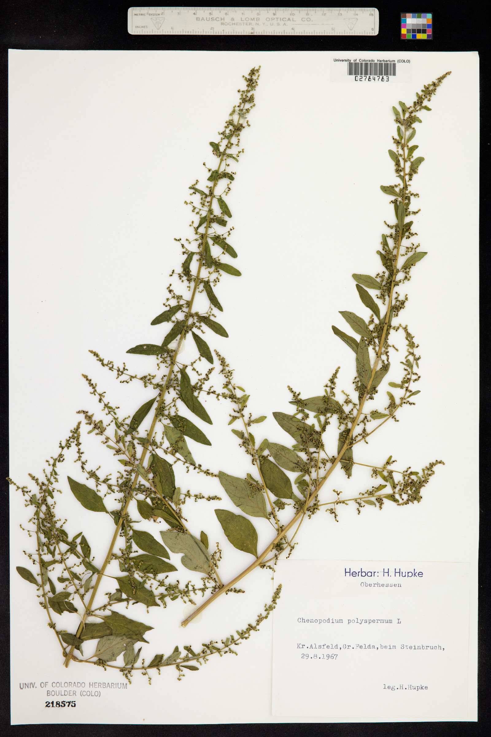 Chenopodium polyspermum image