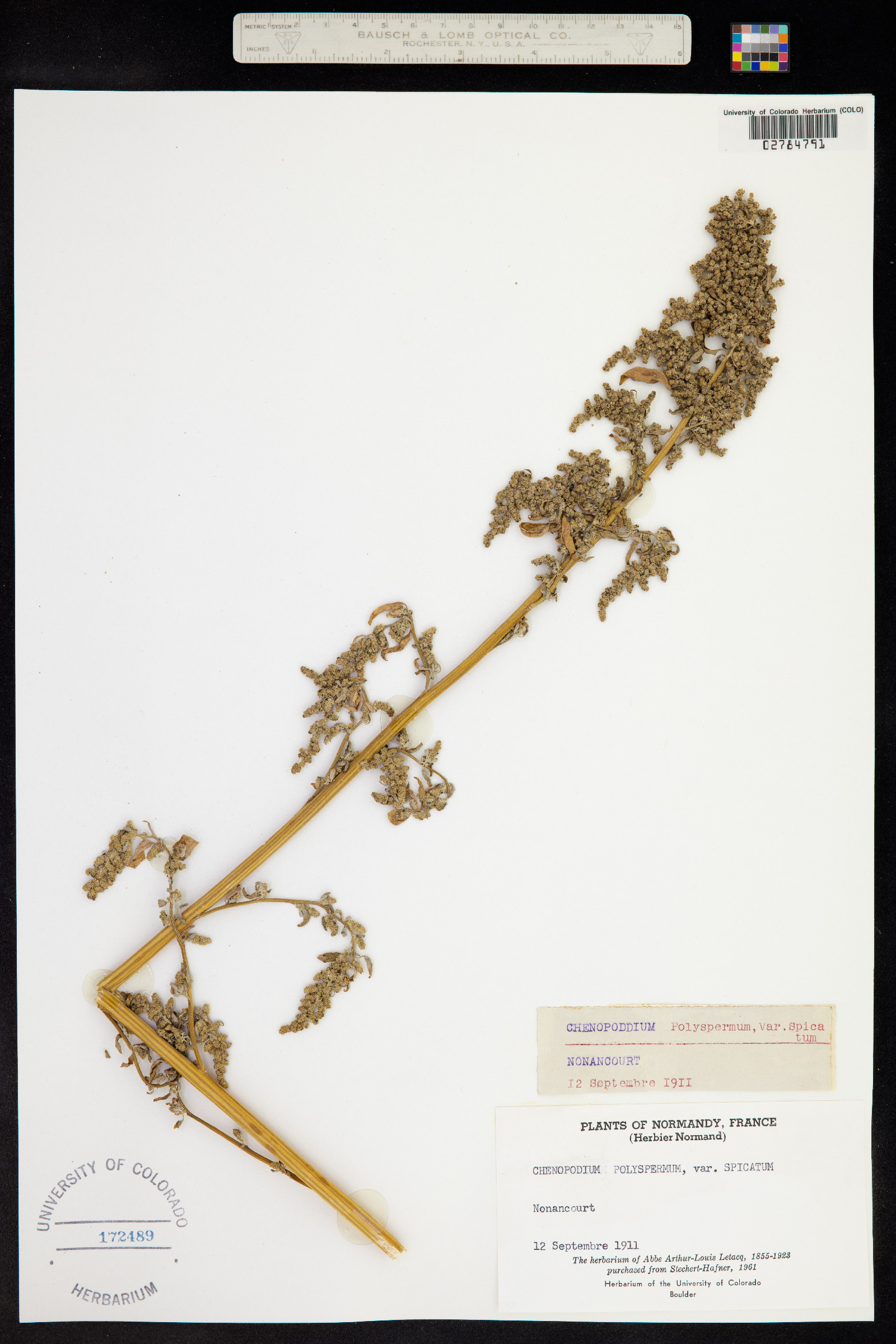 Chenopodium polyspermum image