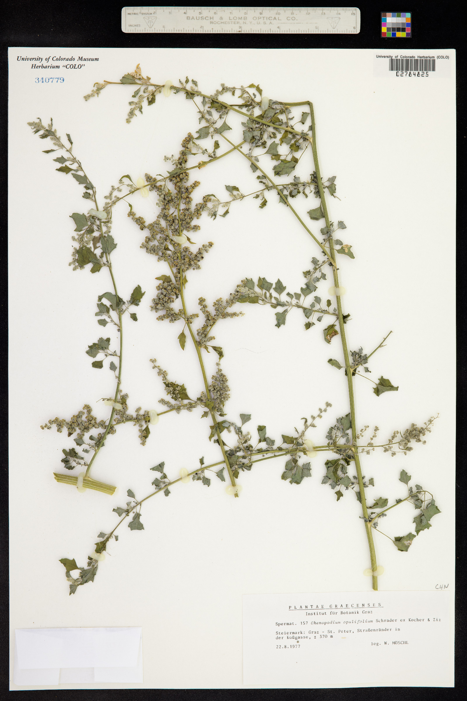 Chenopodium opulifolium image