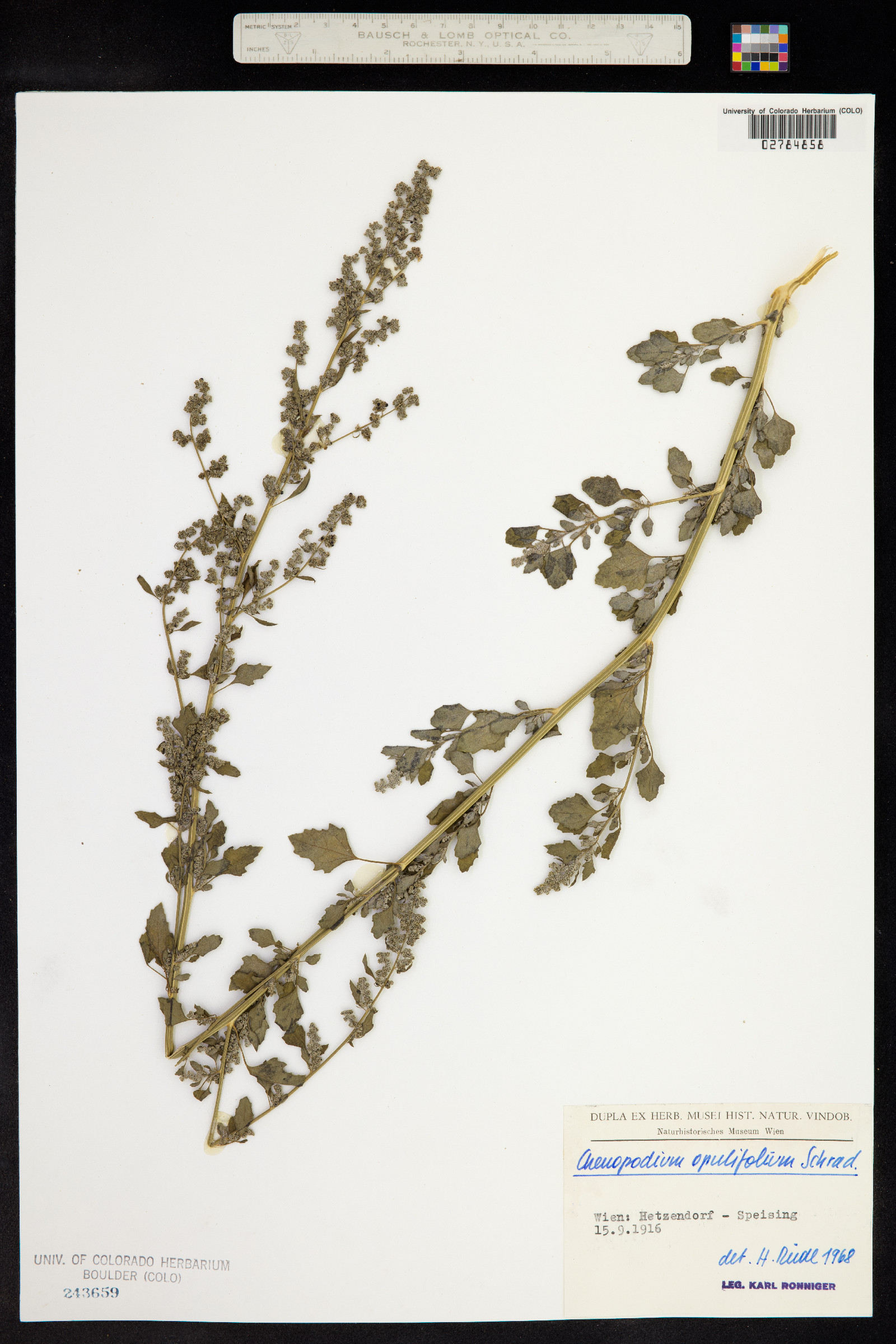 Chenopodium opulifolium image