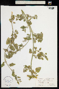 Image of Chenopodium opulifolium