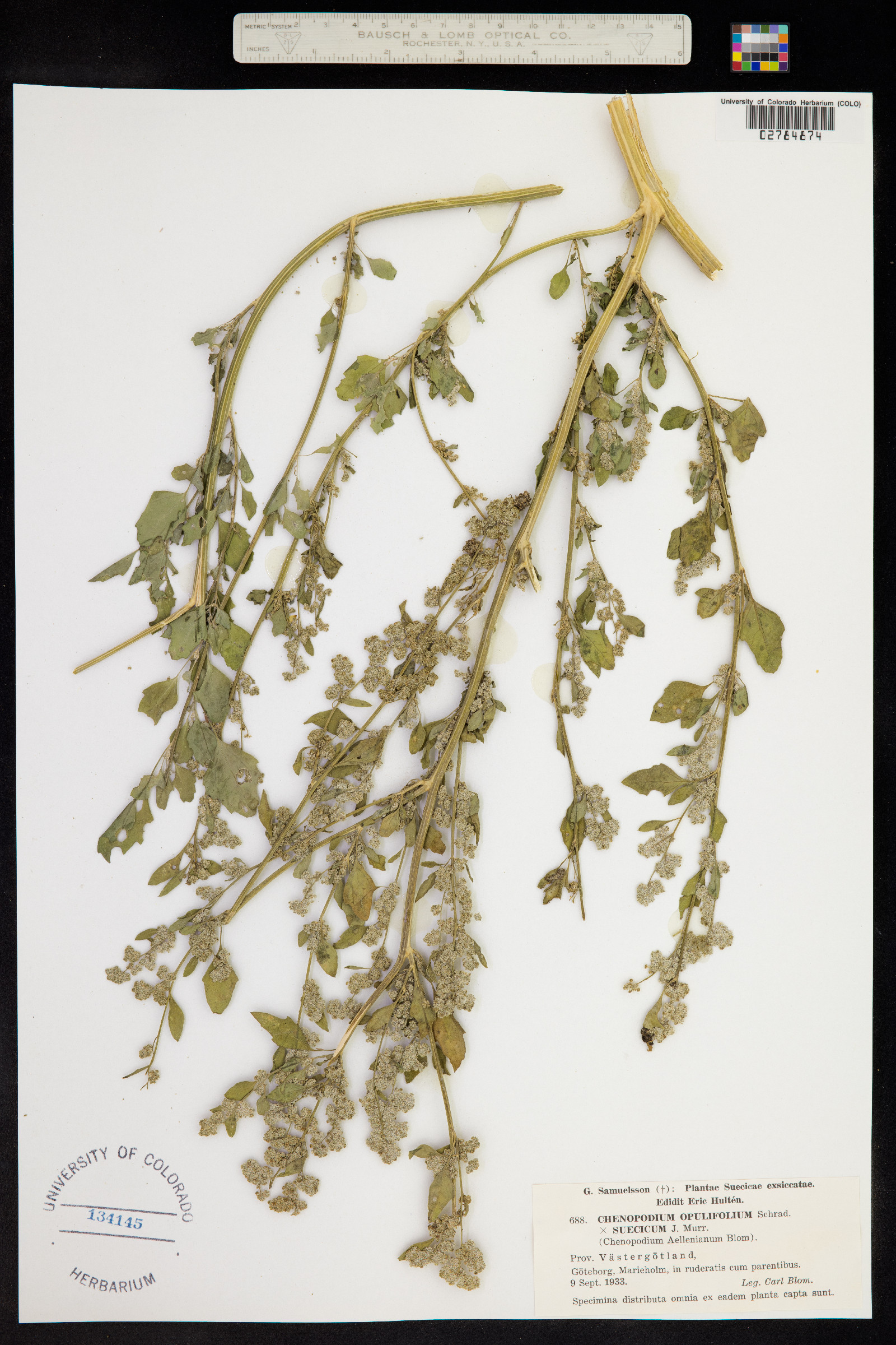 Chenopodium opulifolium image