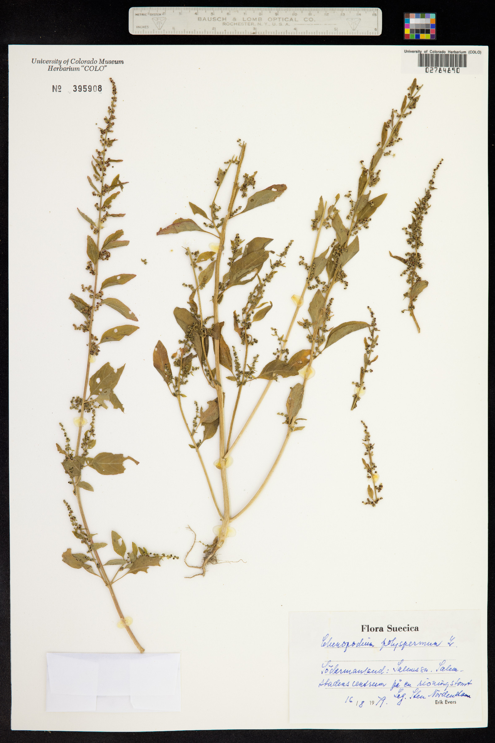 Chenopodium polyspermum image