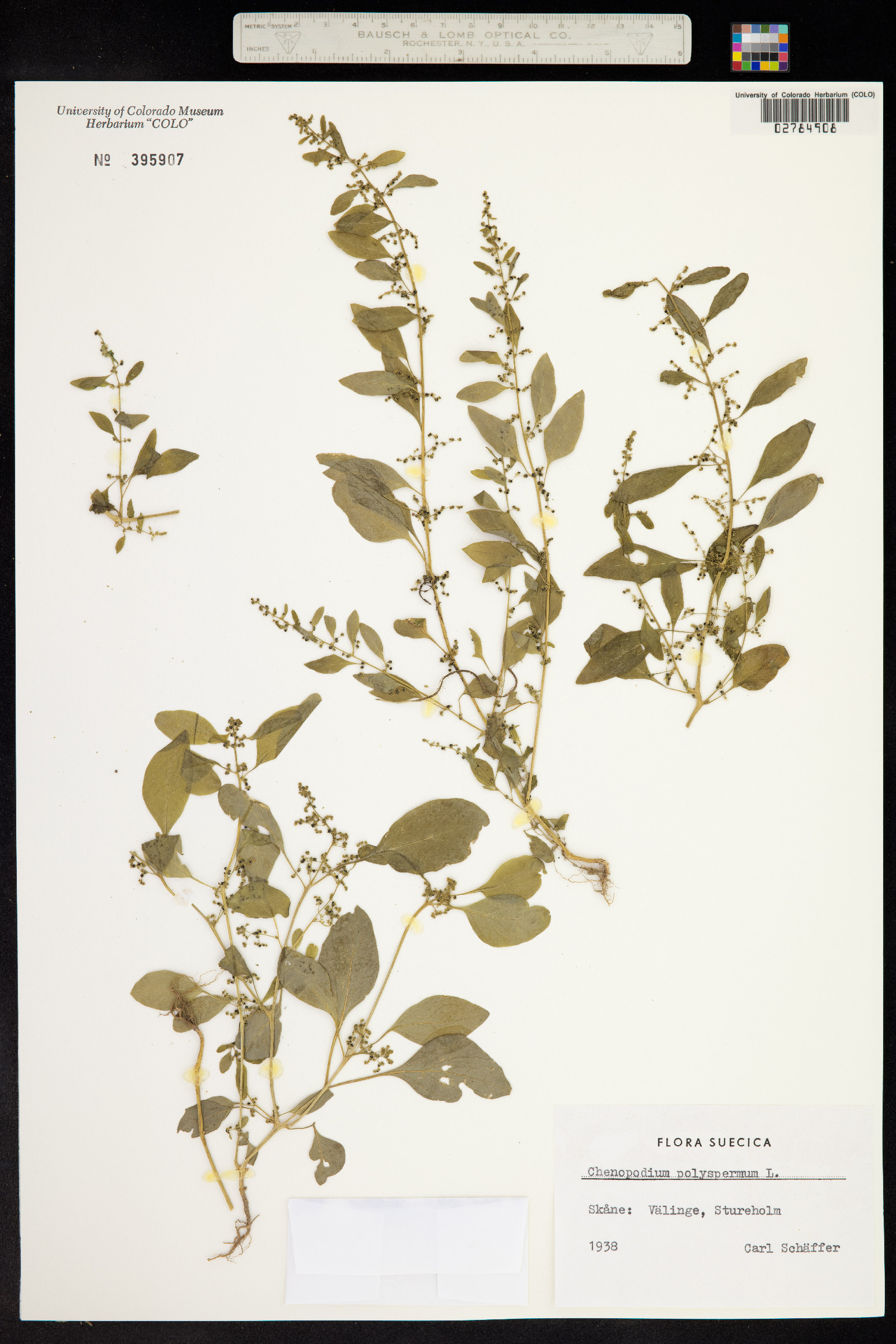 Chenopodium polyspermum image