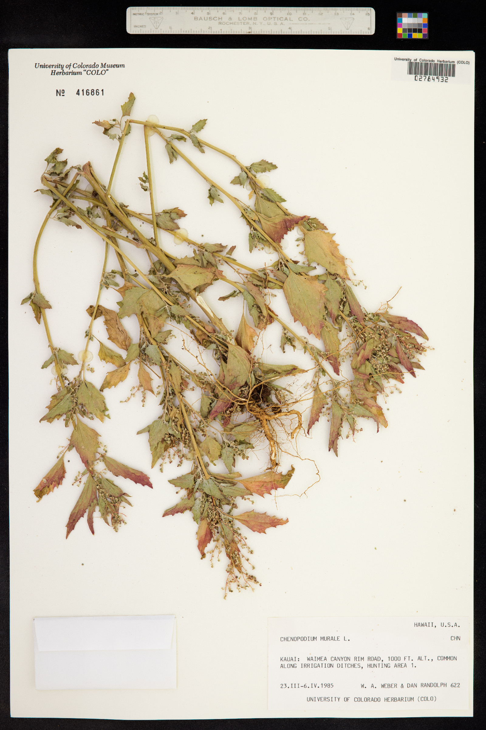 Chenopodium murale image