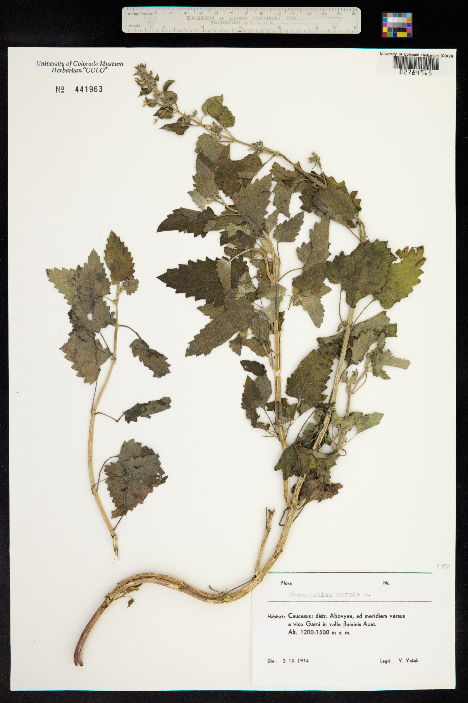 Chenopodium murale image