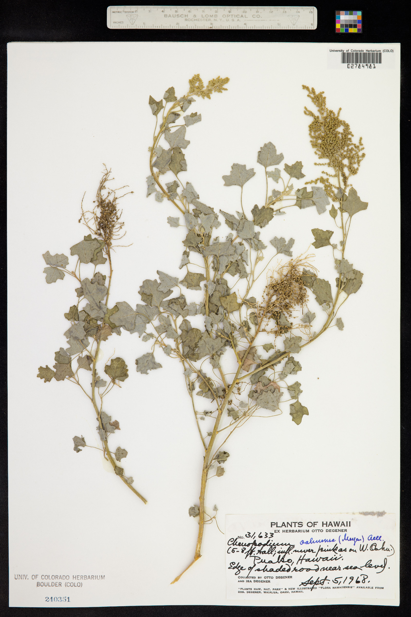 Chenopodium oahuense image