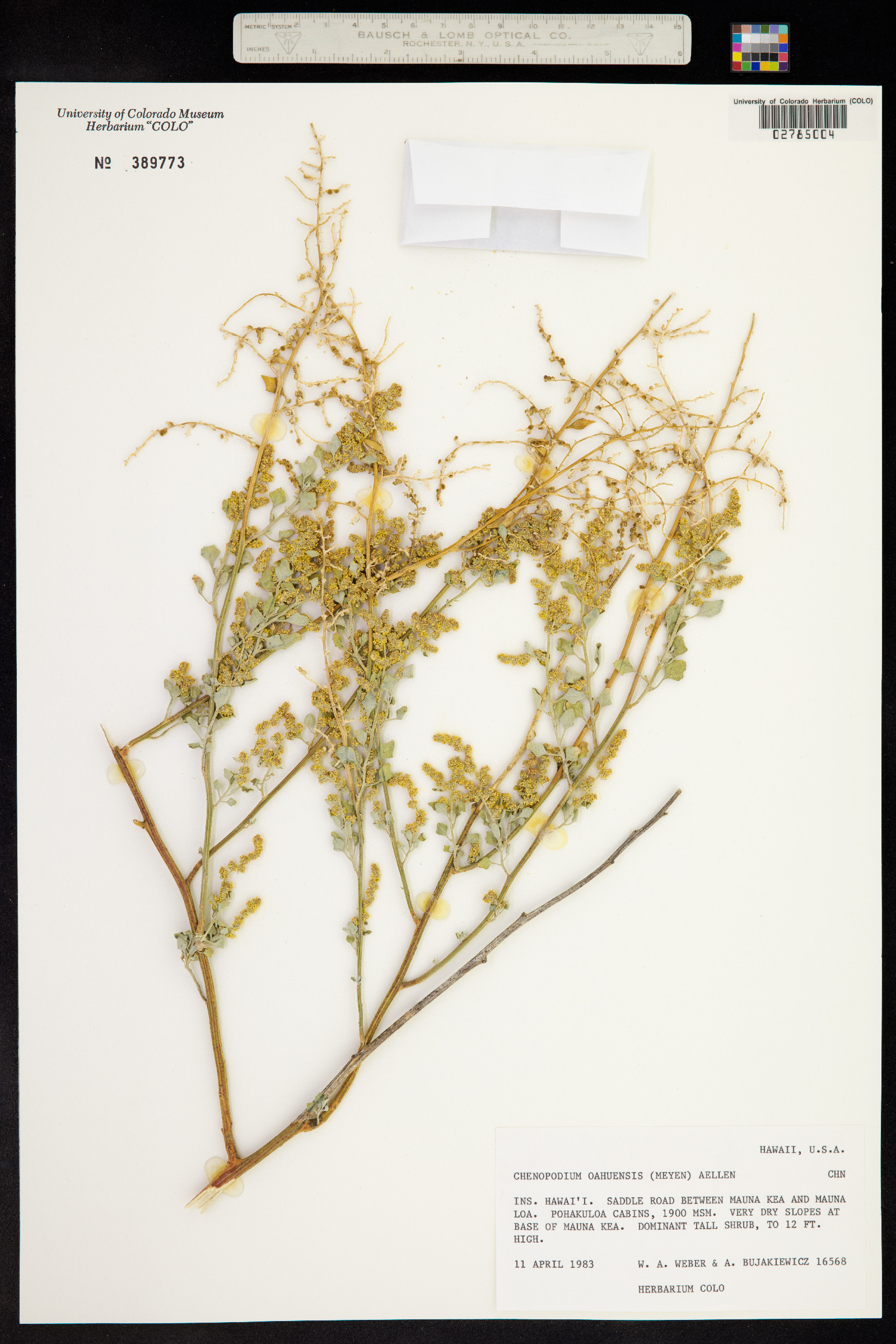Chenopodium oahuense image