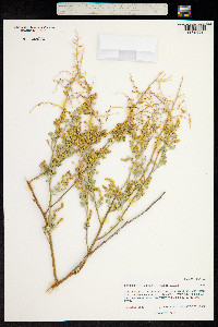 Image of Chenopodium oahuense