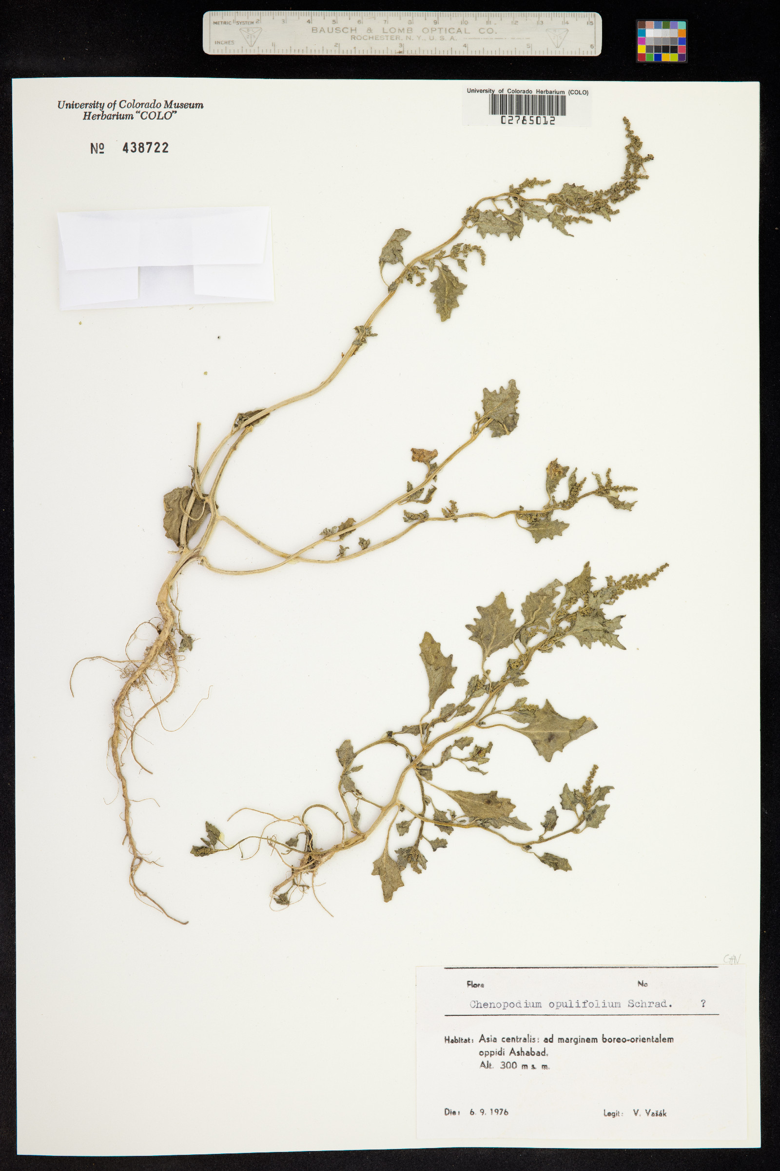 Chenopodium opulifolium image