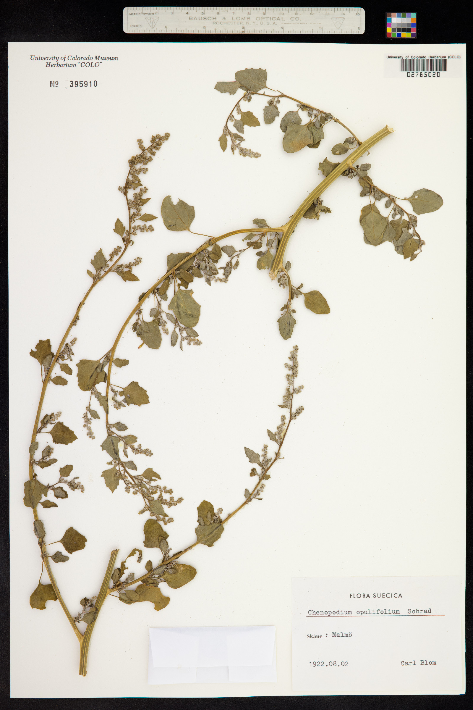 Chenopodium opulifolium image