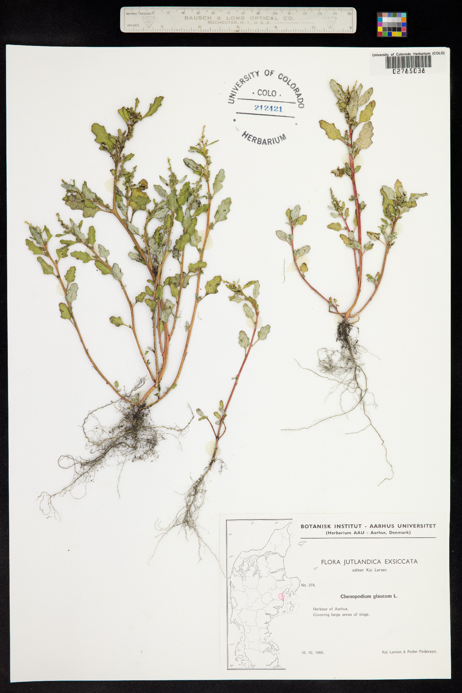 Chenopodium glaucum image