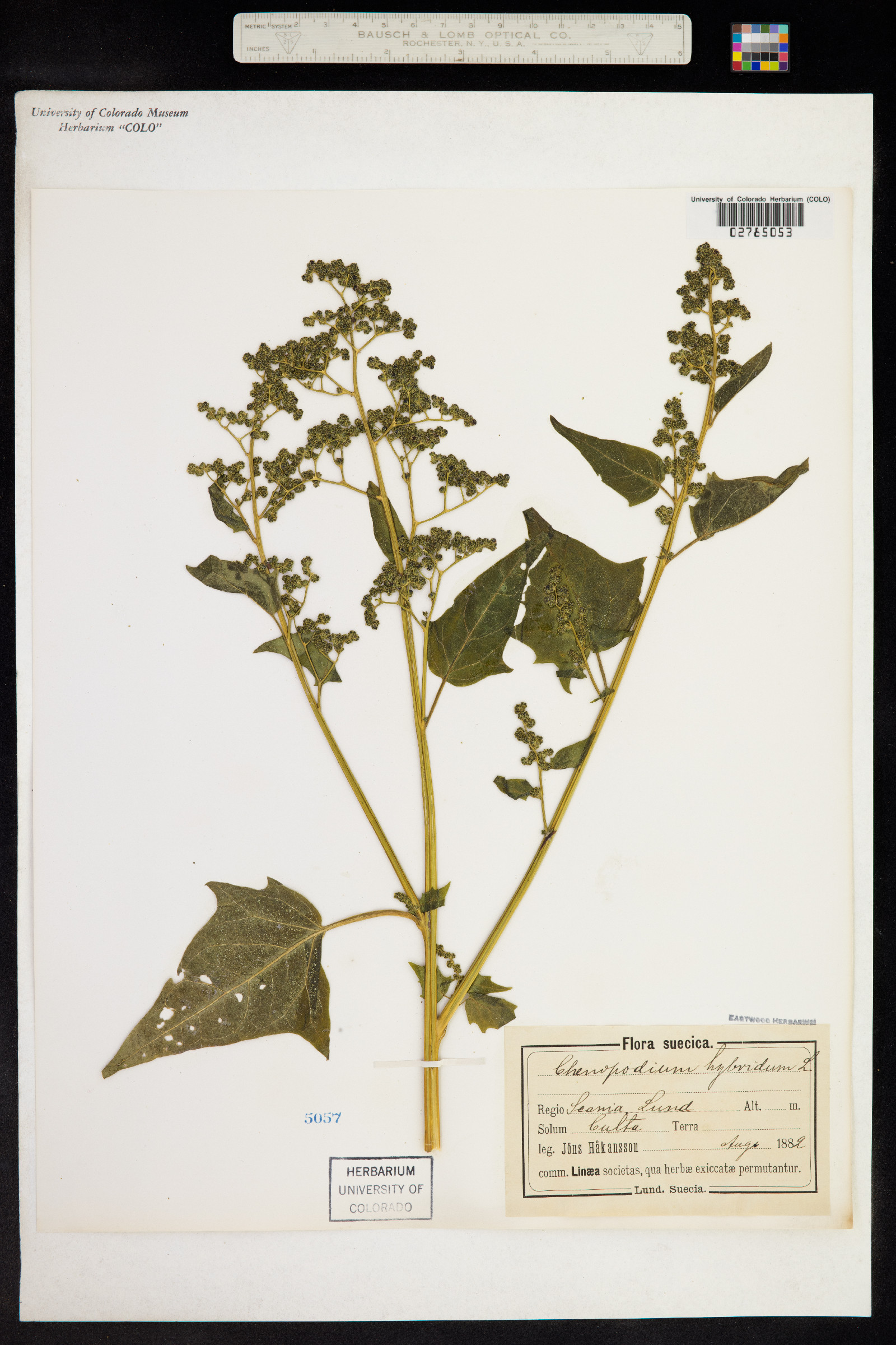 Chenopodium simplex image