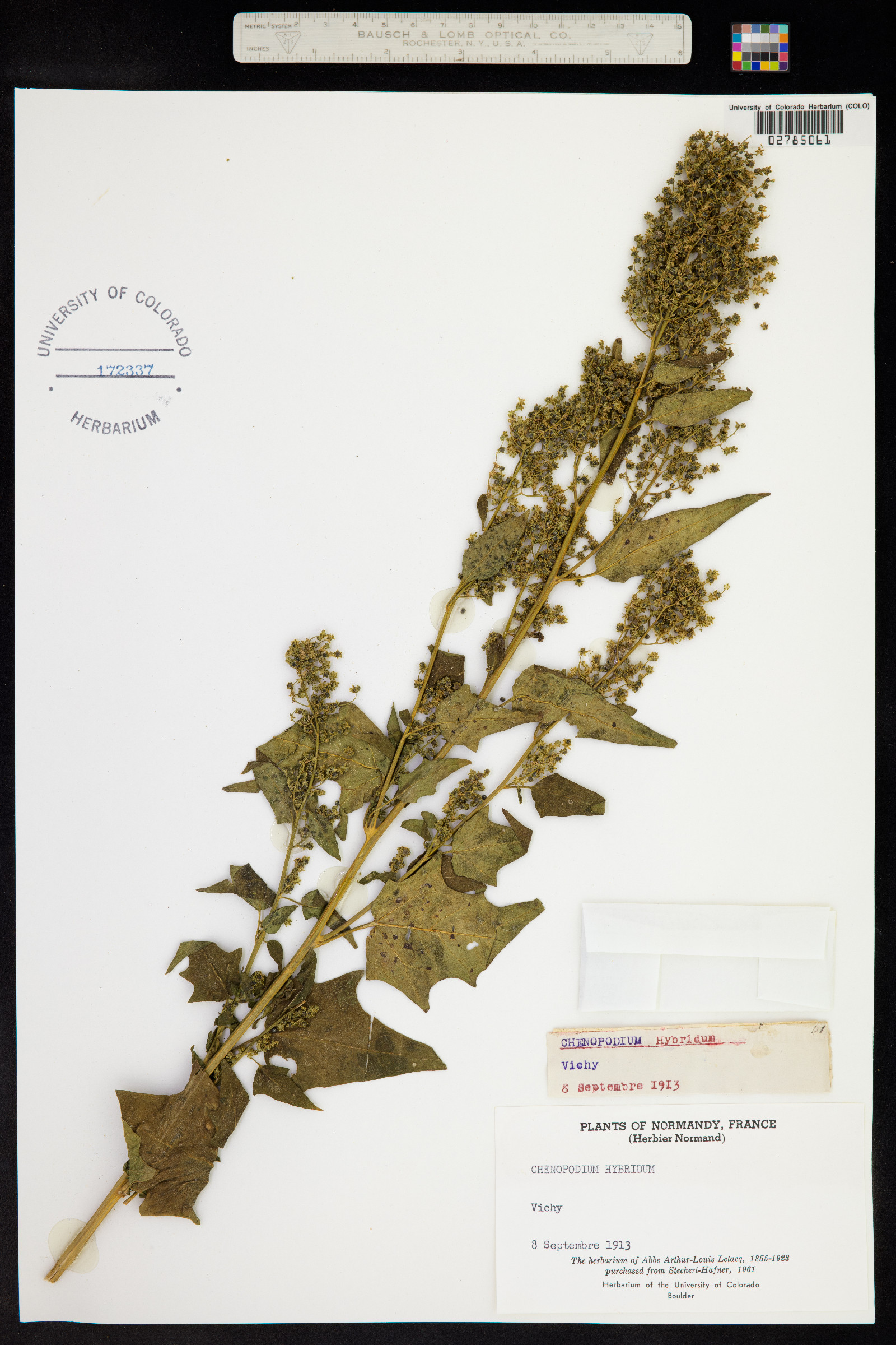 Chenopodium simplex image