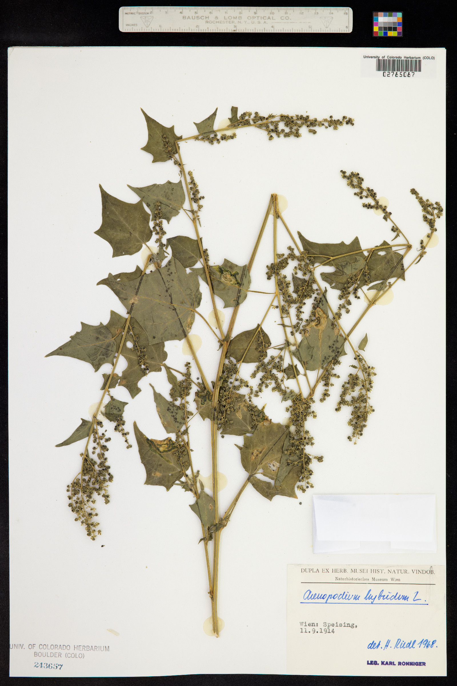 Chenopodium simplex image