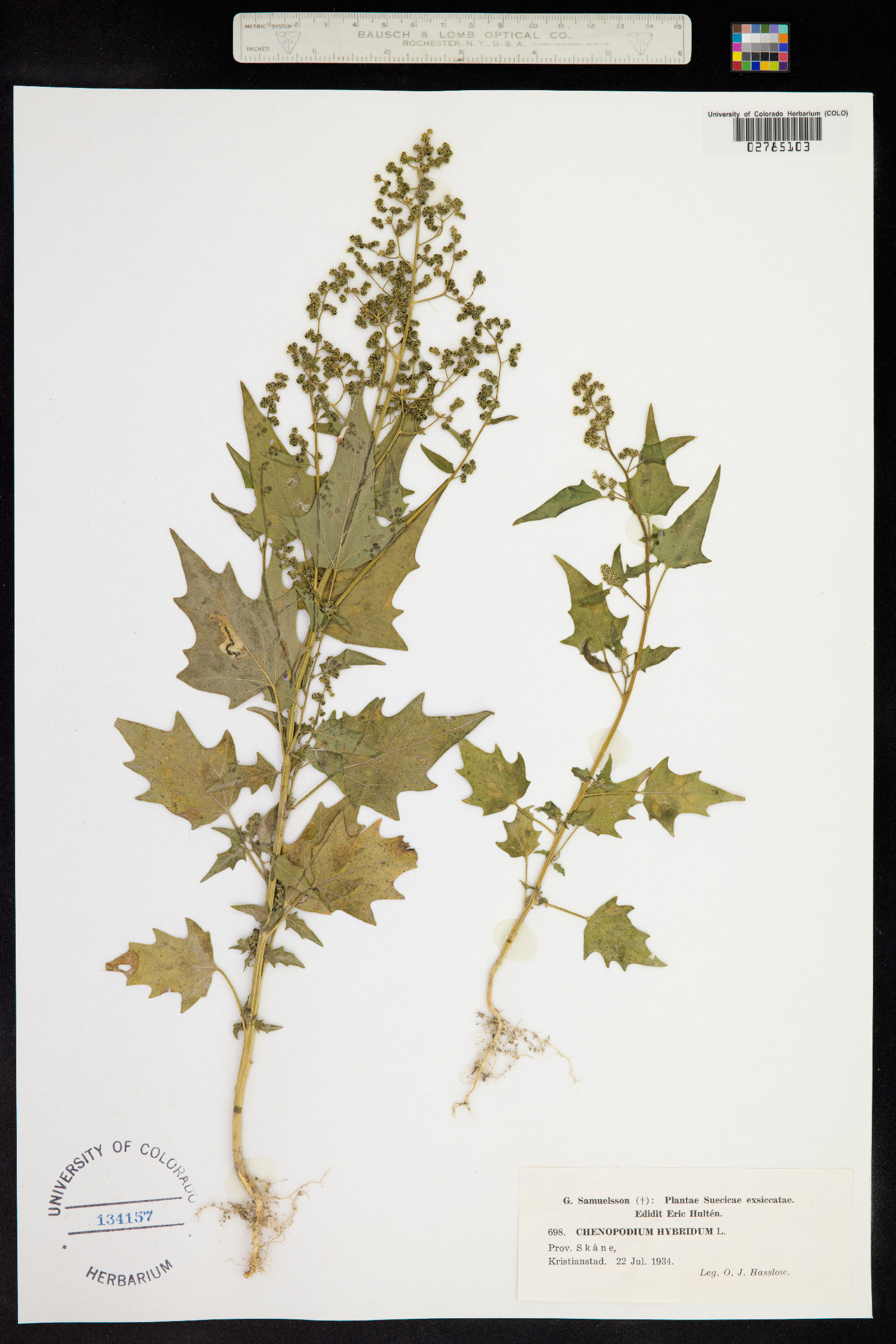 Chenopodium simplex image