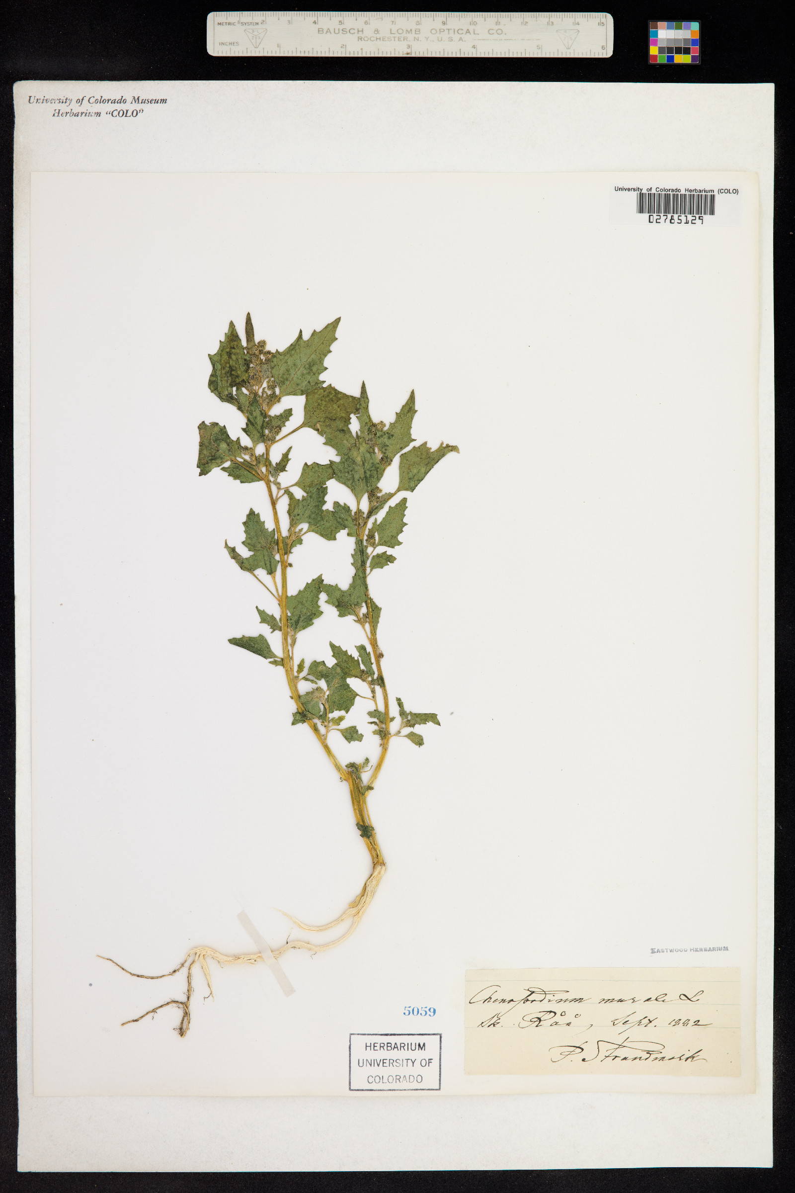 Chenopodium murale image