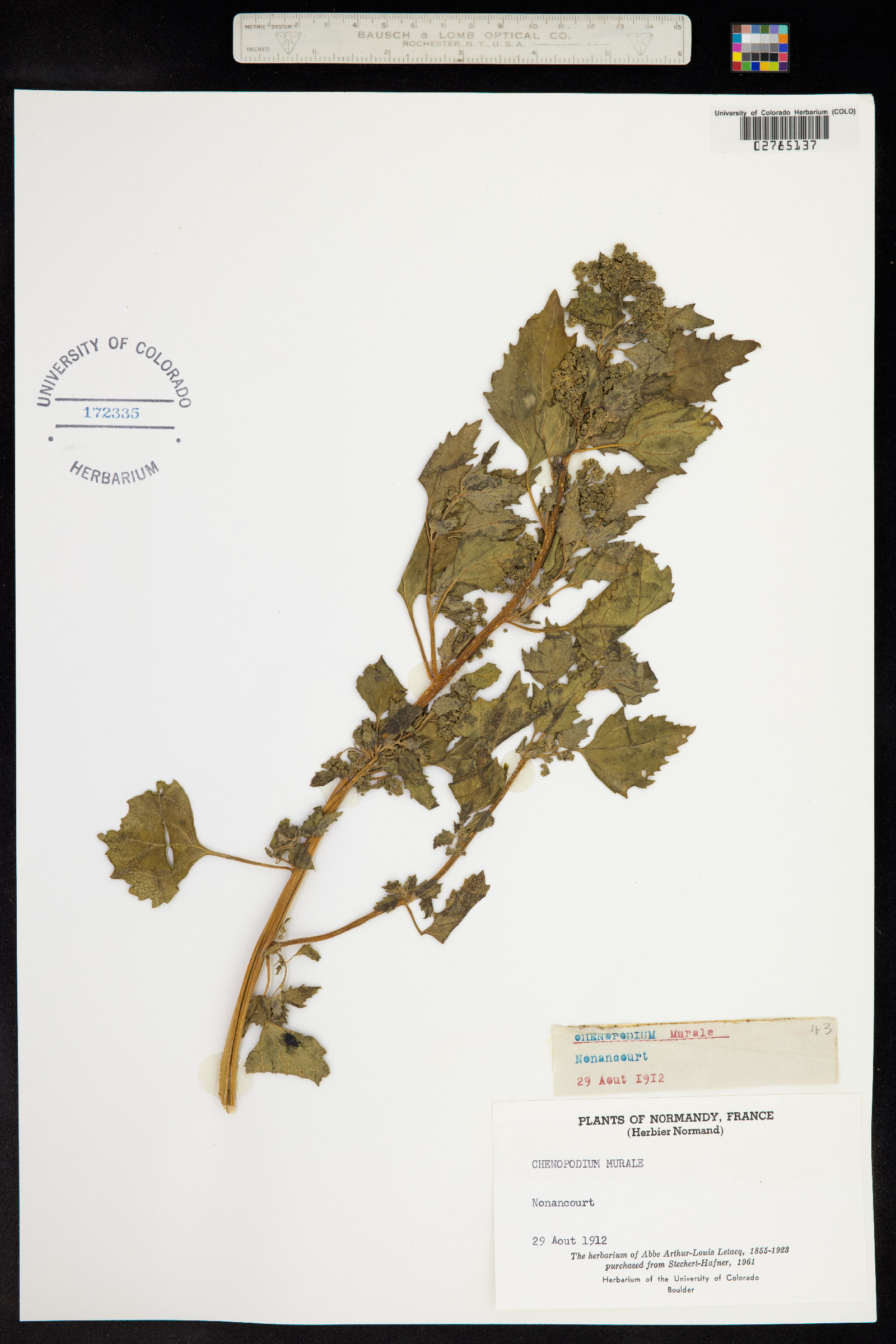 Chenopodium murale image