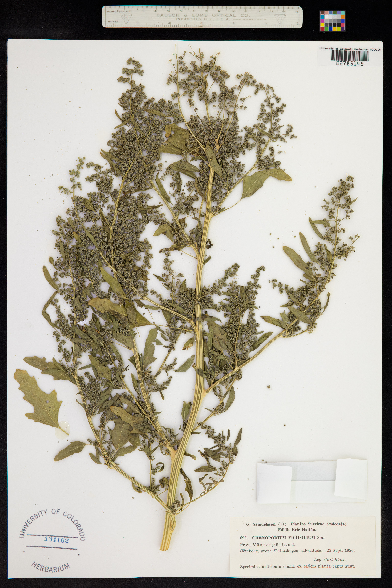 Chenopodium ficifolium image