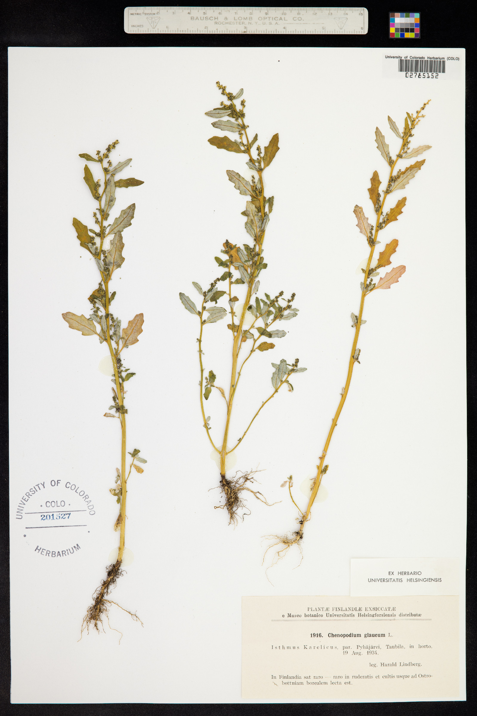 Chenopodium glaucum image