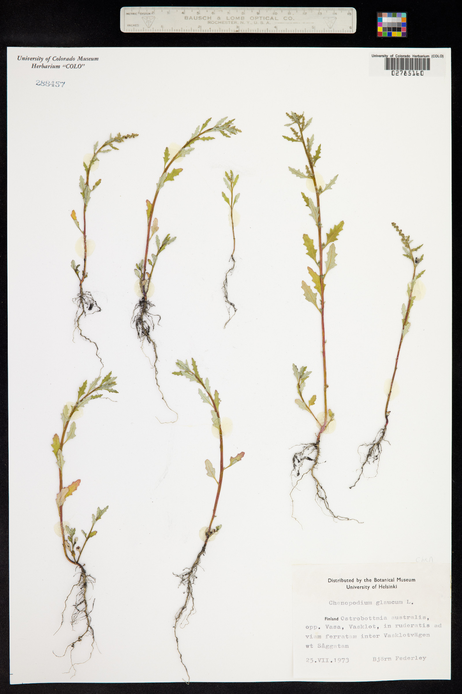 Chenopodium glaucum image