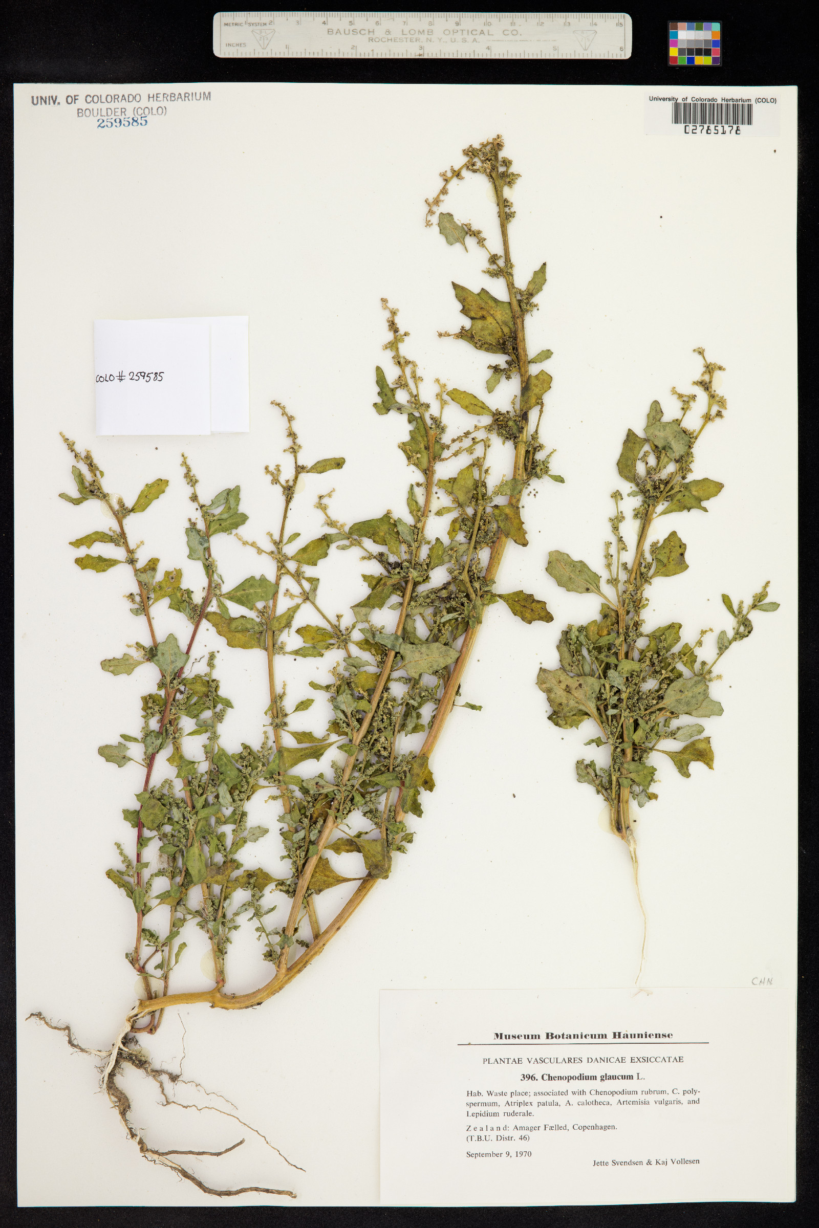 Chenopodium glaucum image
