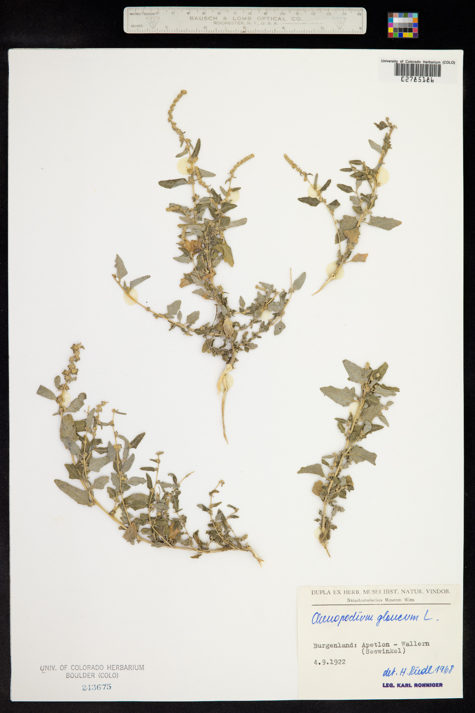 Chenopodium glaucum image