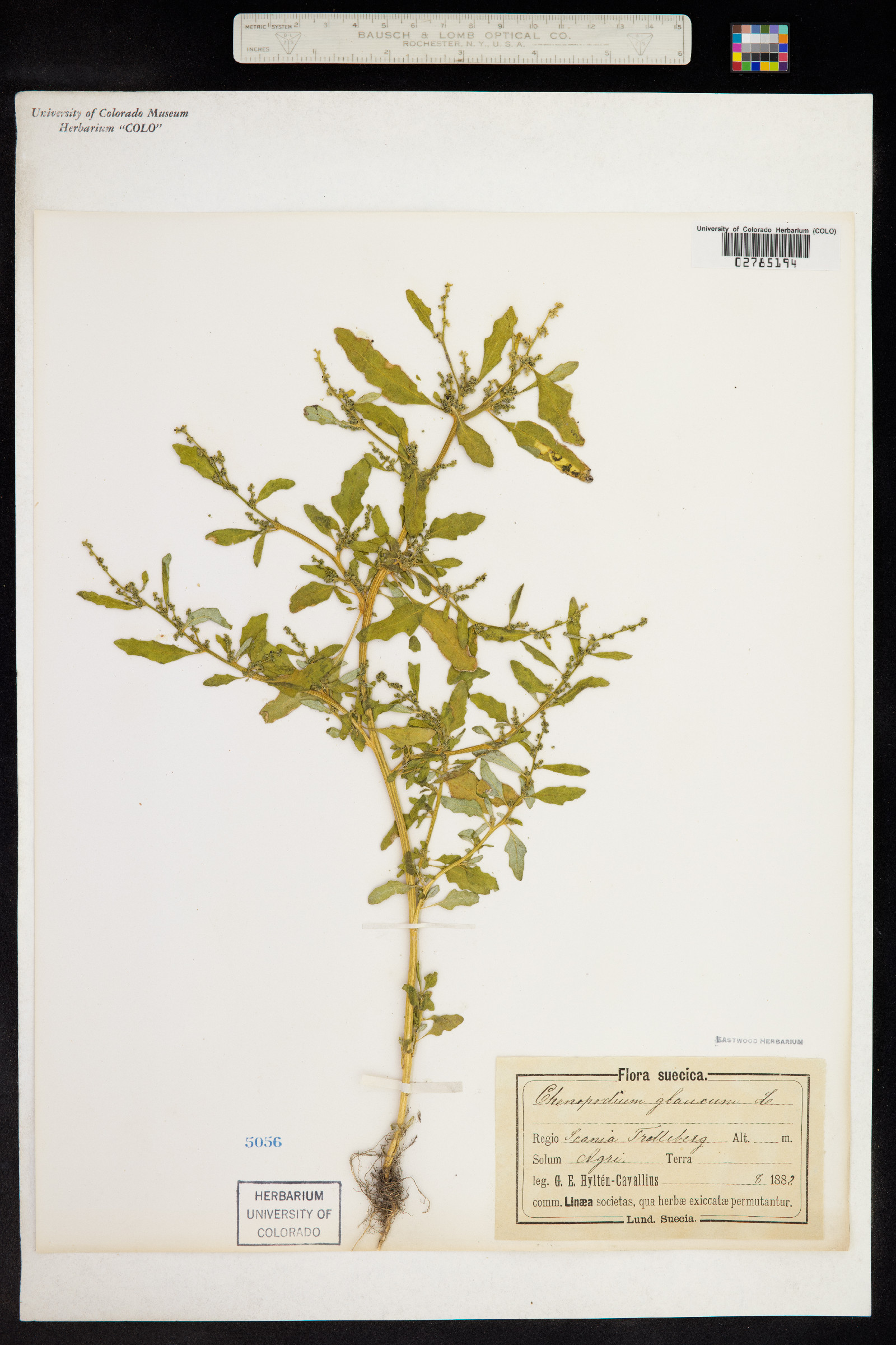 Chenopodium glaucum image